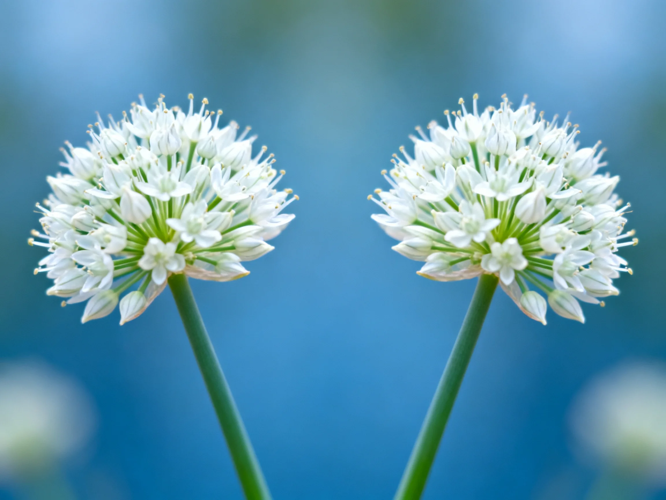 Two spherical white allium blooms with green stems on blue background
