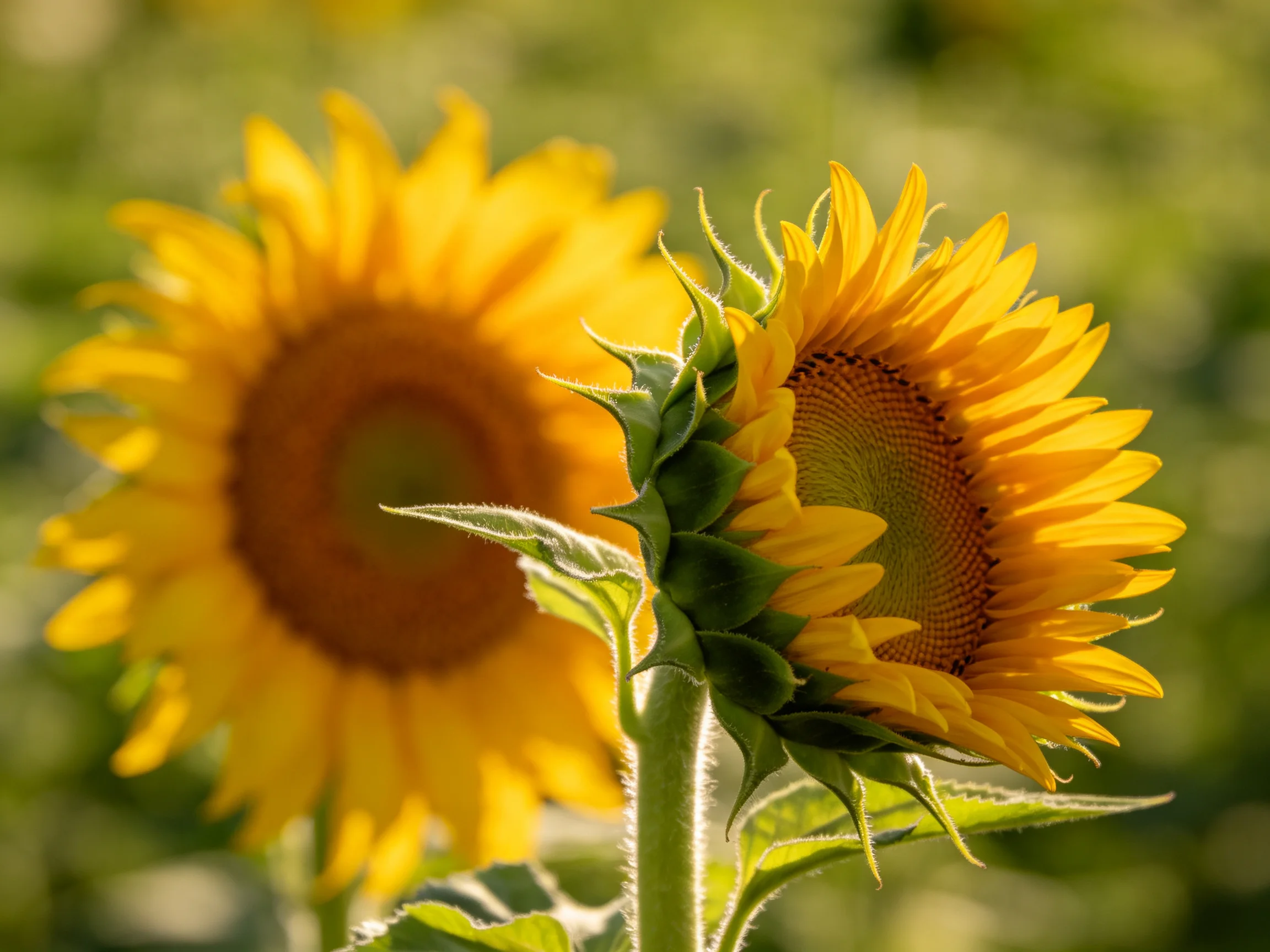 Two sunflowers with golden petals bloom in a sunlit field