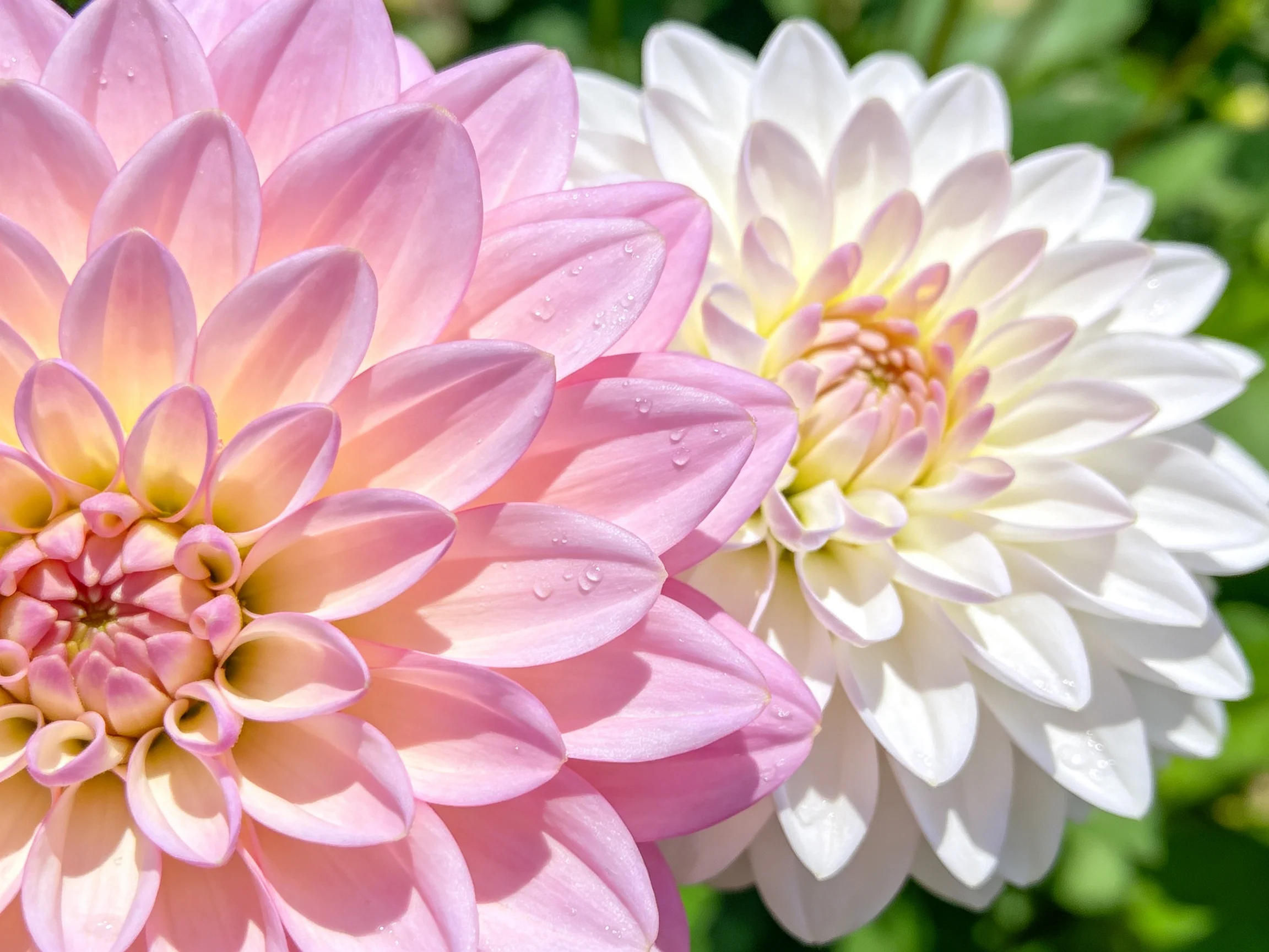 Two vibrant dahlia blooms in soft pink and pristine white hues