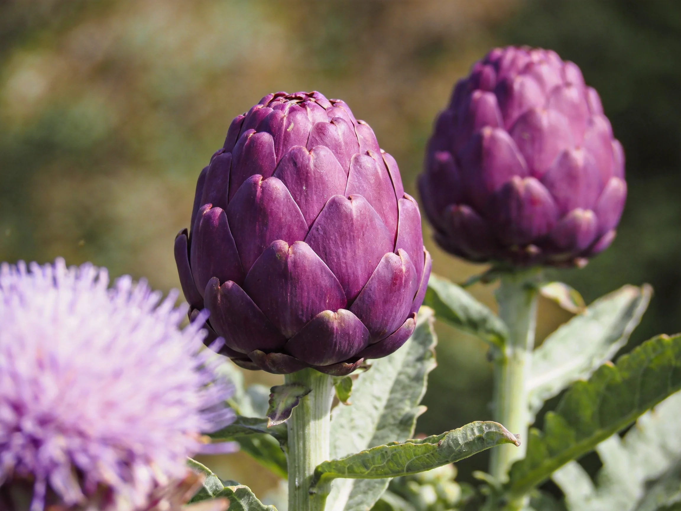 Two vibrant purple artichoke buds near a spiky lavender bloom