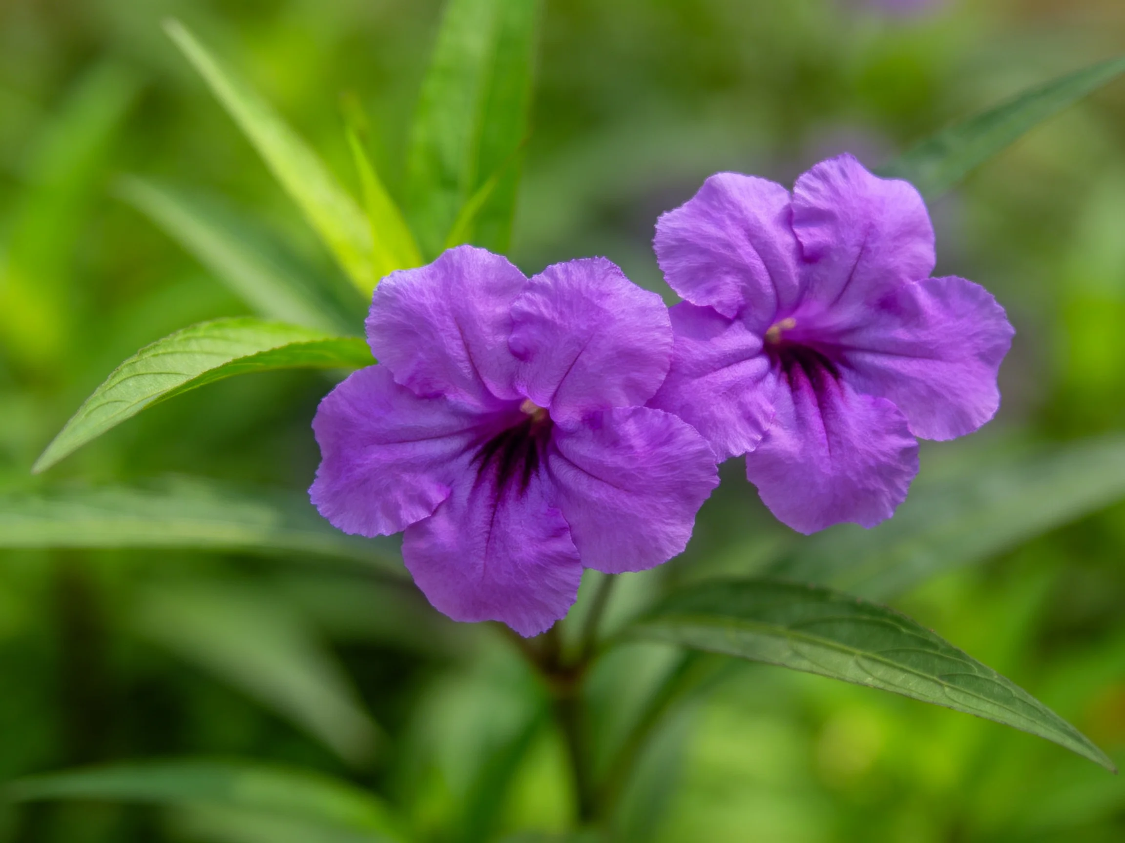 Two vibrant purple flowers bloom among lush green foliage