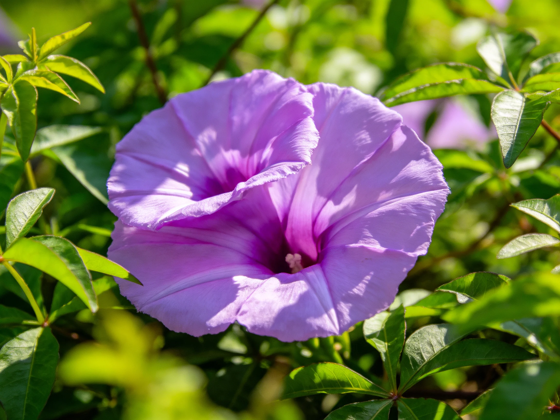 Two vibrant purple morning glories bloom among lush green foliage
