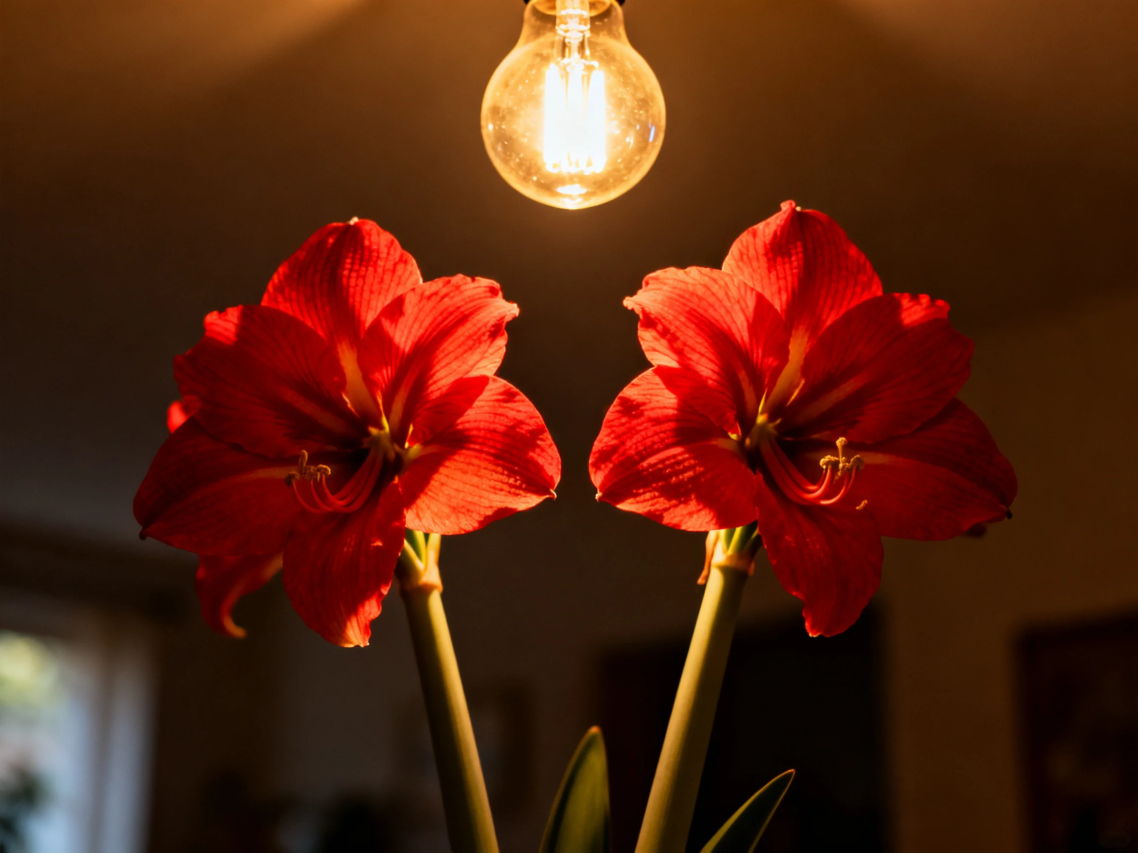 Two vibrant red amaryllis flowers beneath a glowing incandescent bulb