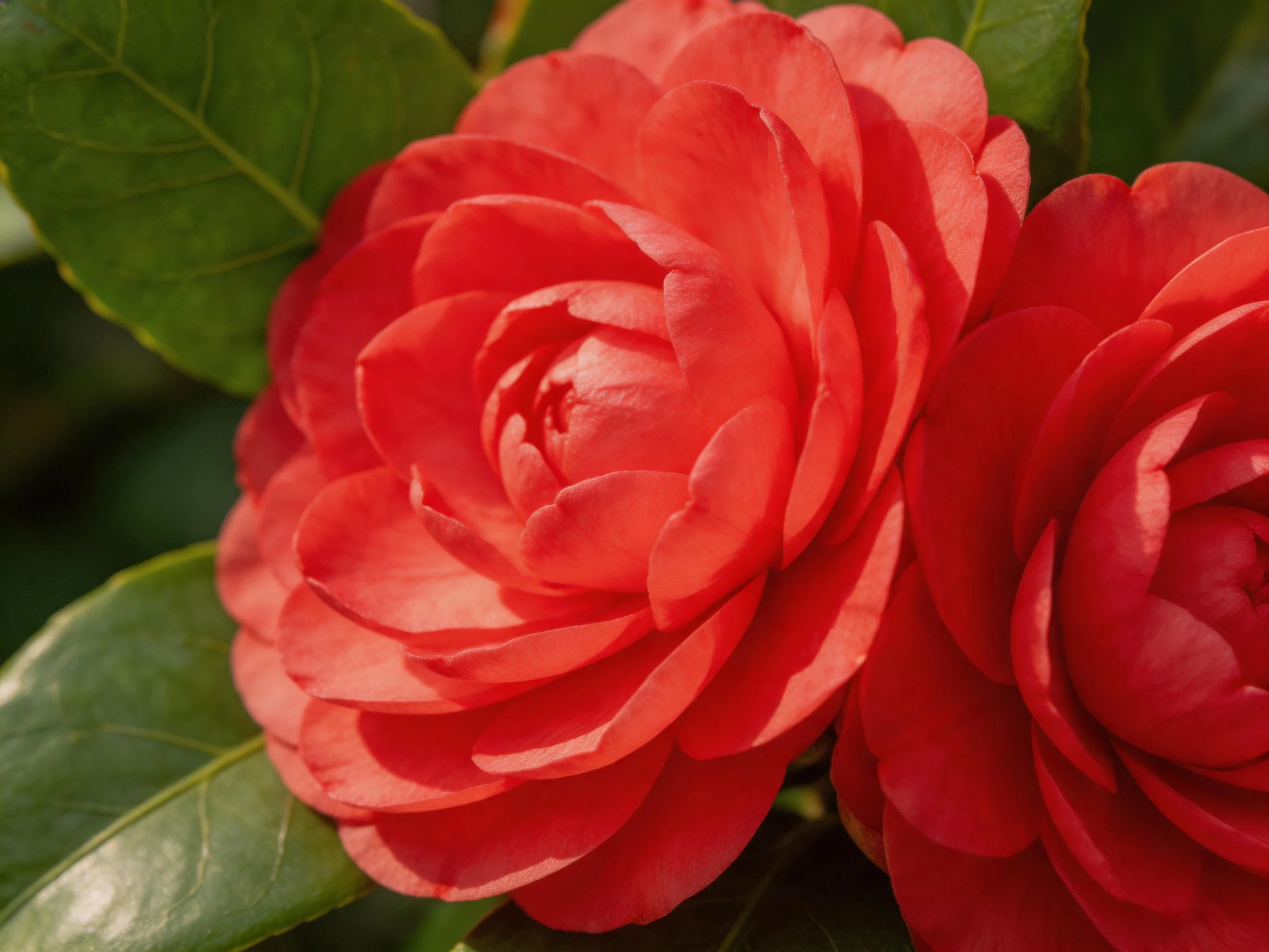 Two vibrant red camellia blooms with glossy green leaves