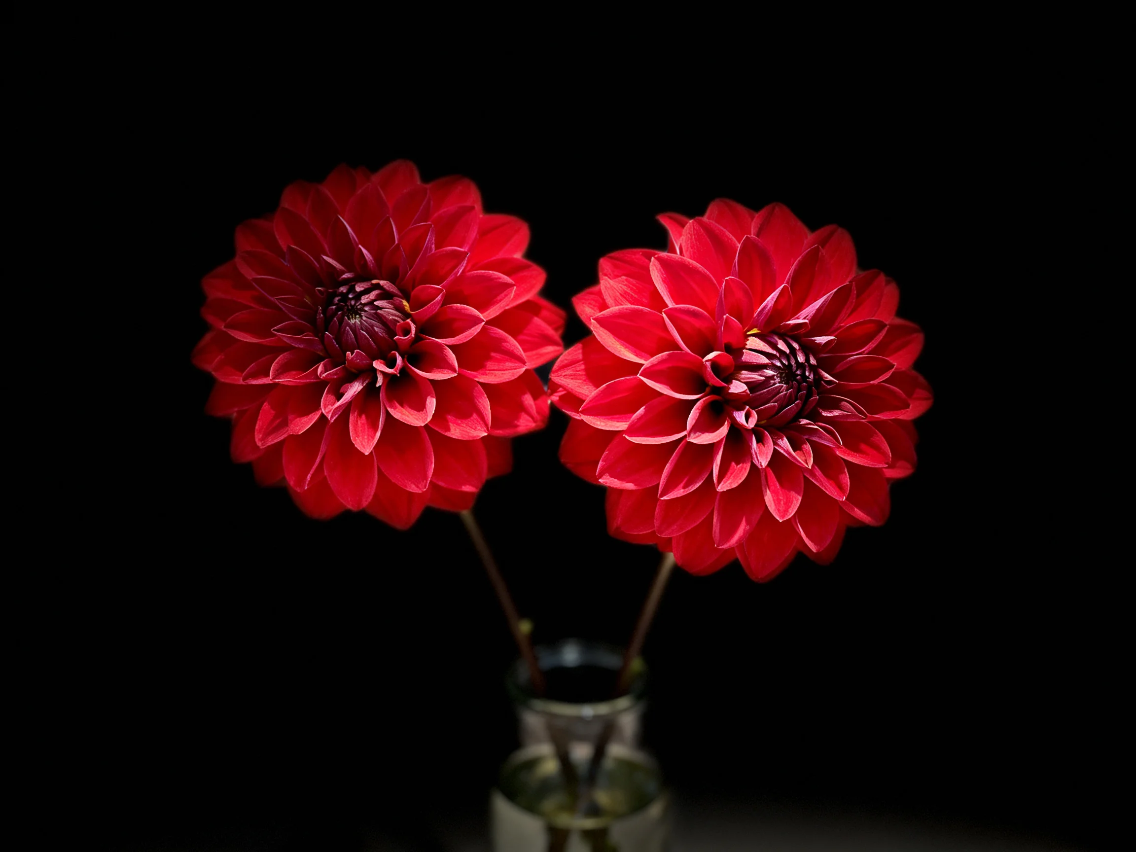 Two vibrant red dahlia blooms arranged in a glass vase against a black background