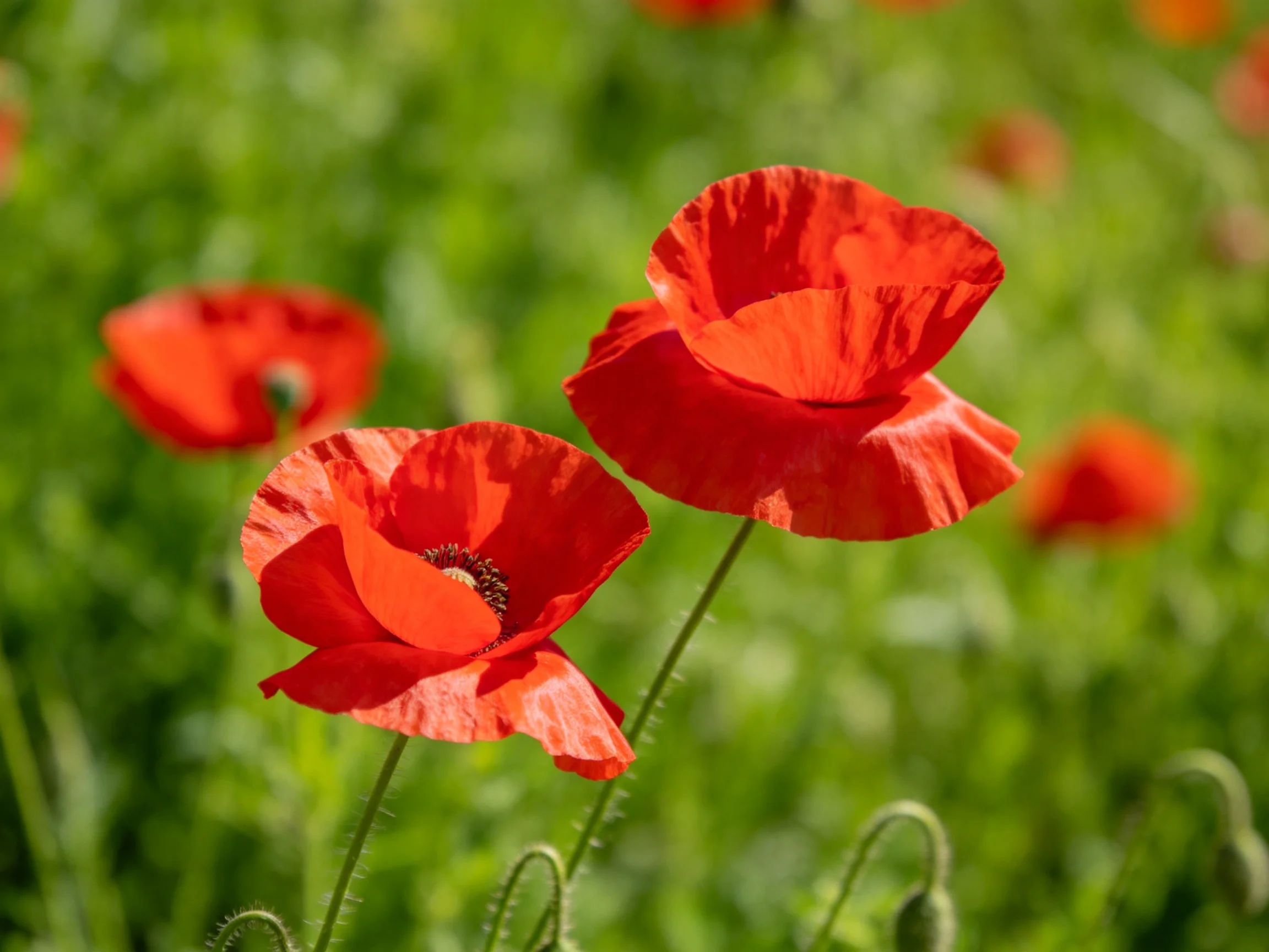 Two vibrant red poppies bloom in a field of green foliage