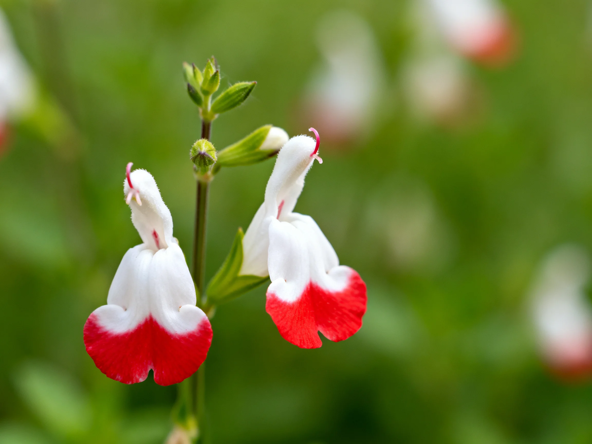 Two vibrant salvia flowers with red and white petals against a lush green backdrop