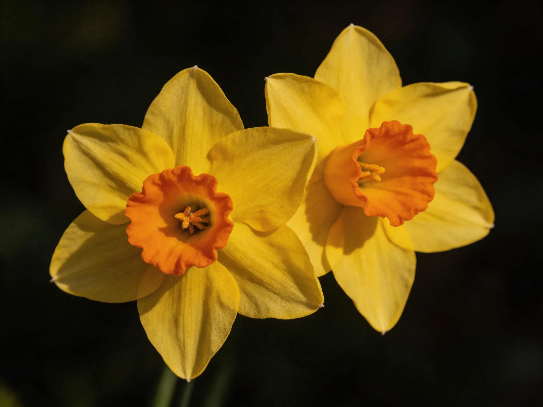 Two vibrant yellow daffodils with orange centers against a dark backdrop
