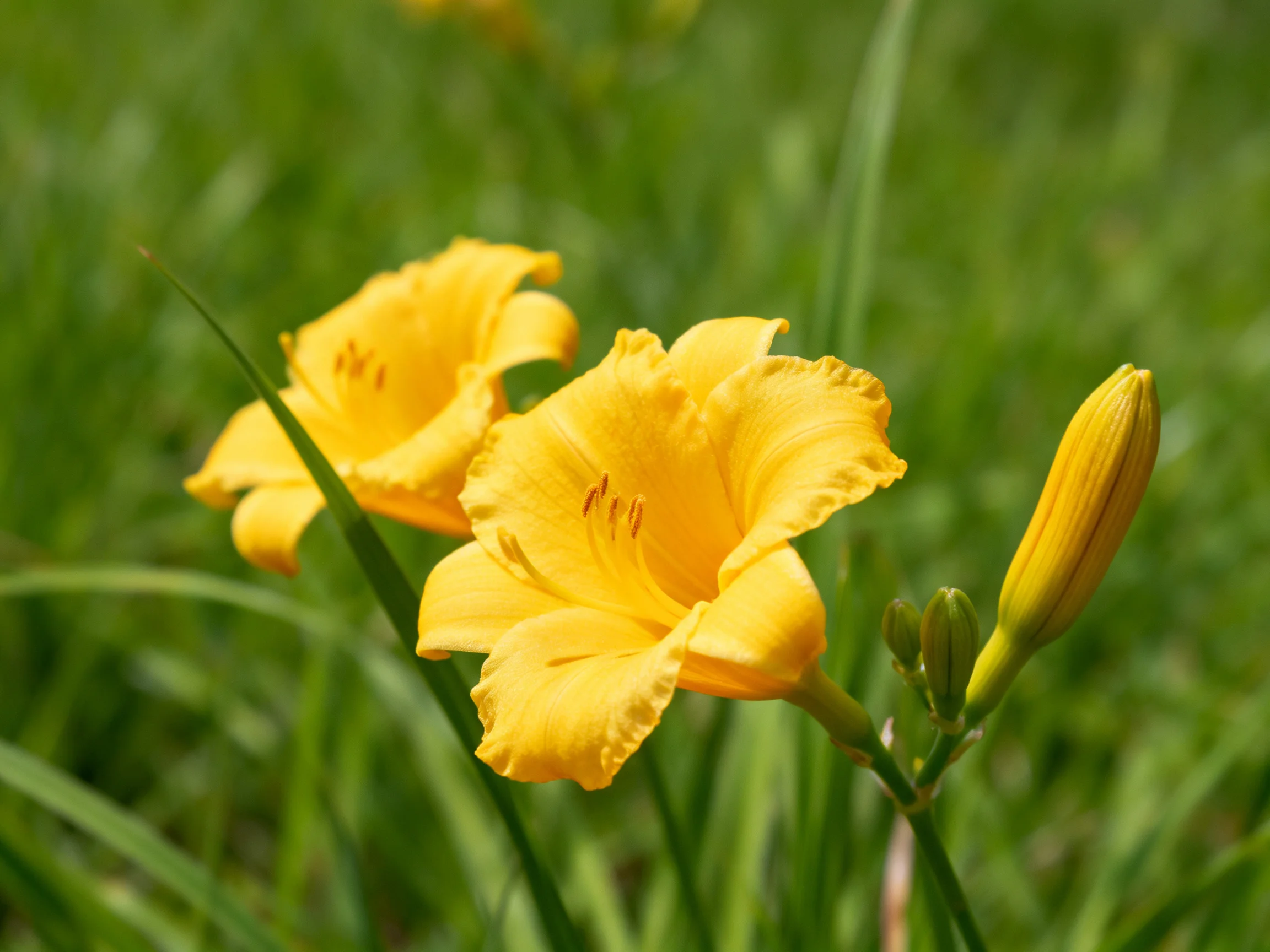 Two vibrant yellow daylilies bloom amid lush green grass with flower buds