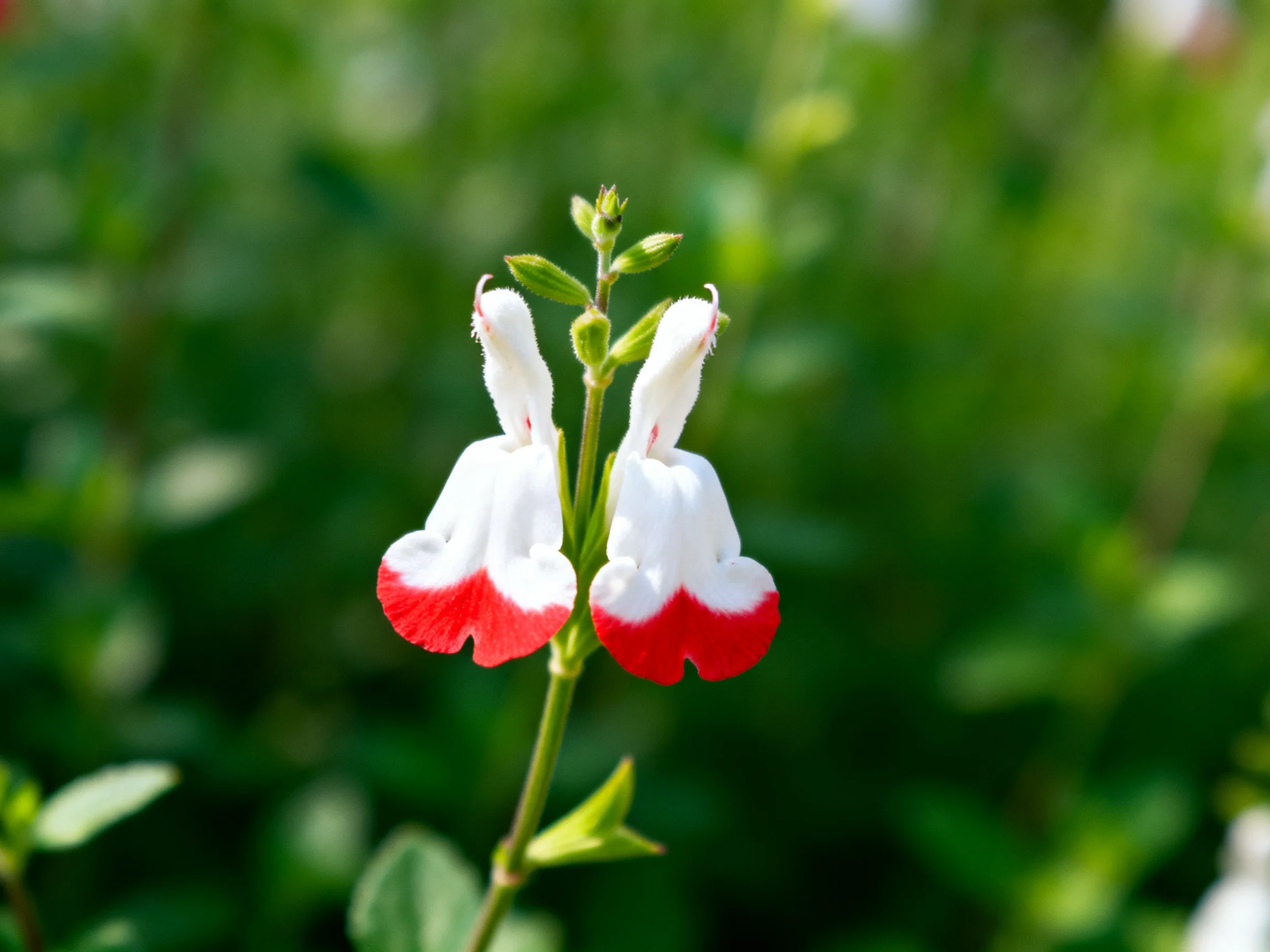 Two white-and-red flowers bloom from a green stem amid lush foliage