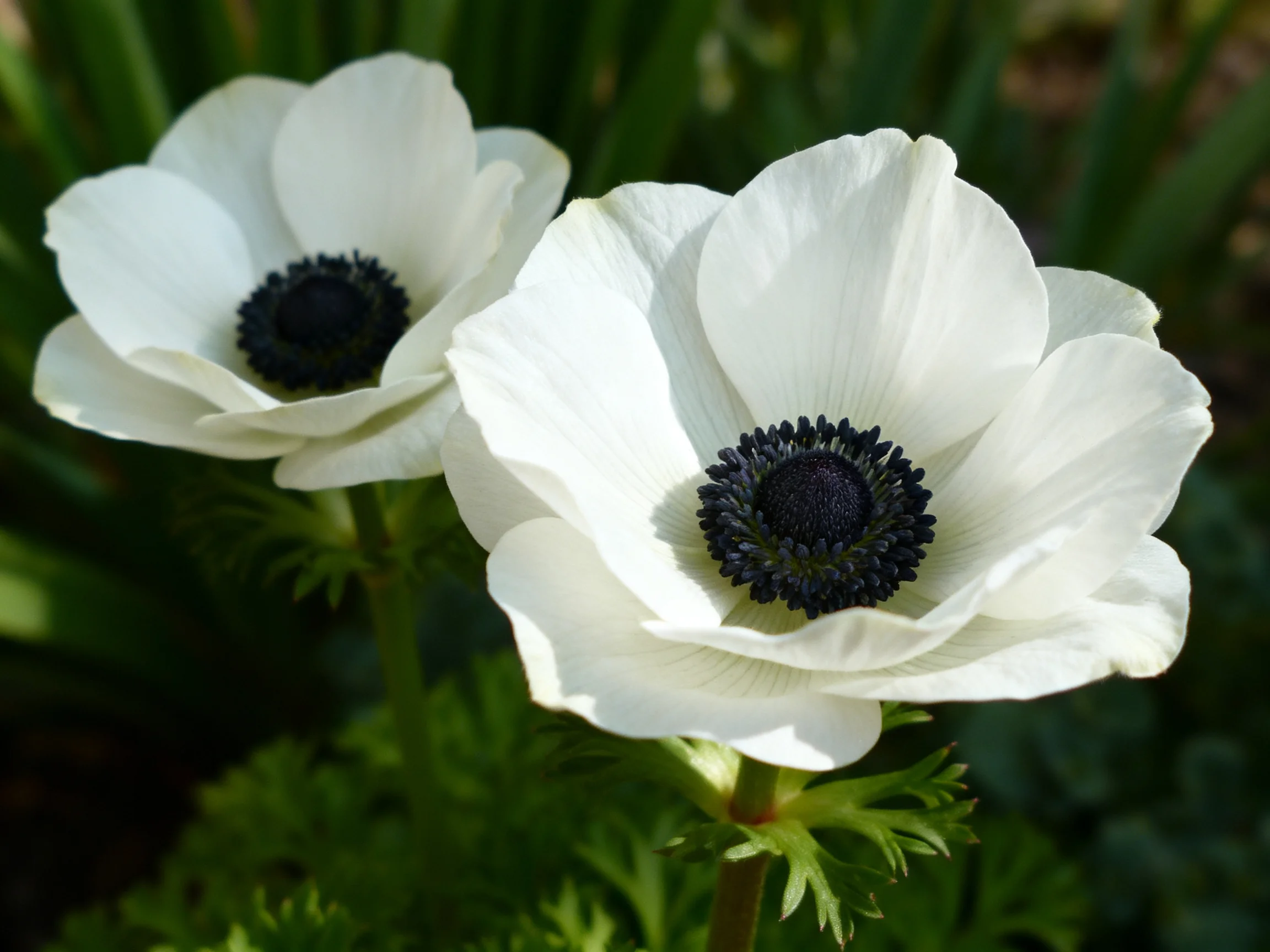 Two white anemone blooms with dark centers in a verdant garden