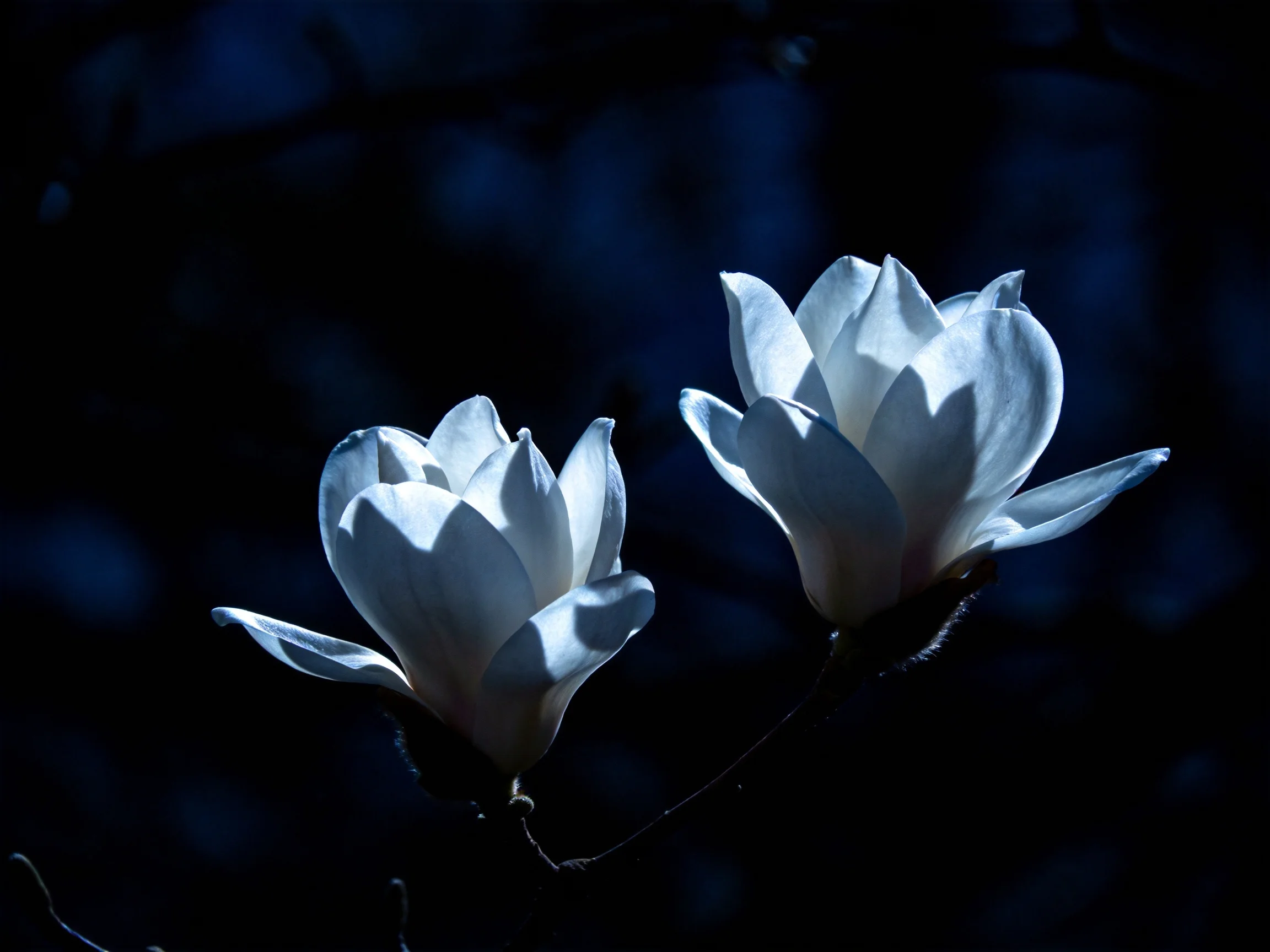 Two white magnolia blossoms illuminated against a dark, moody backdrop
