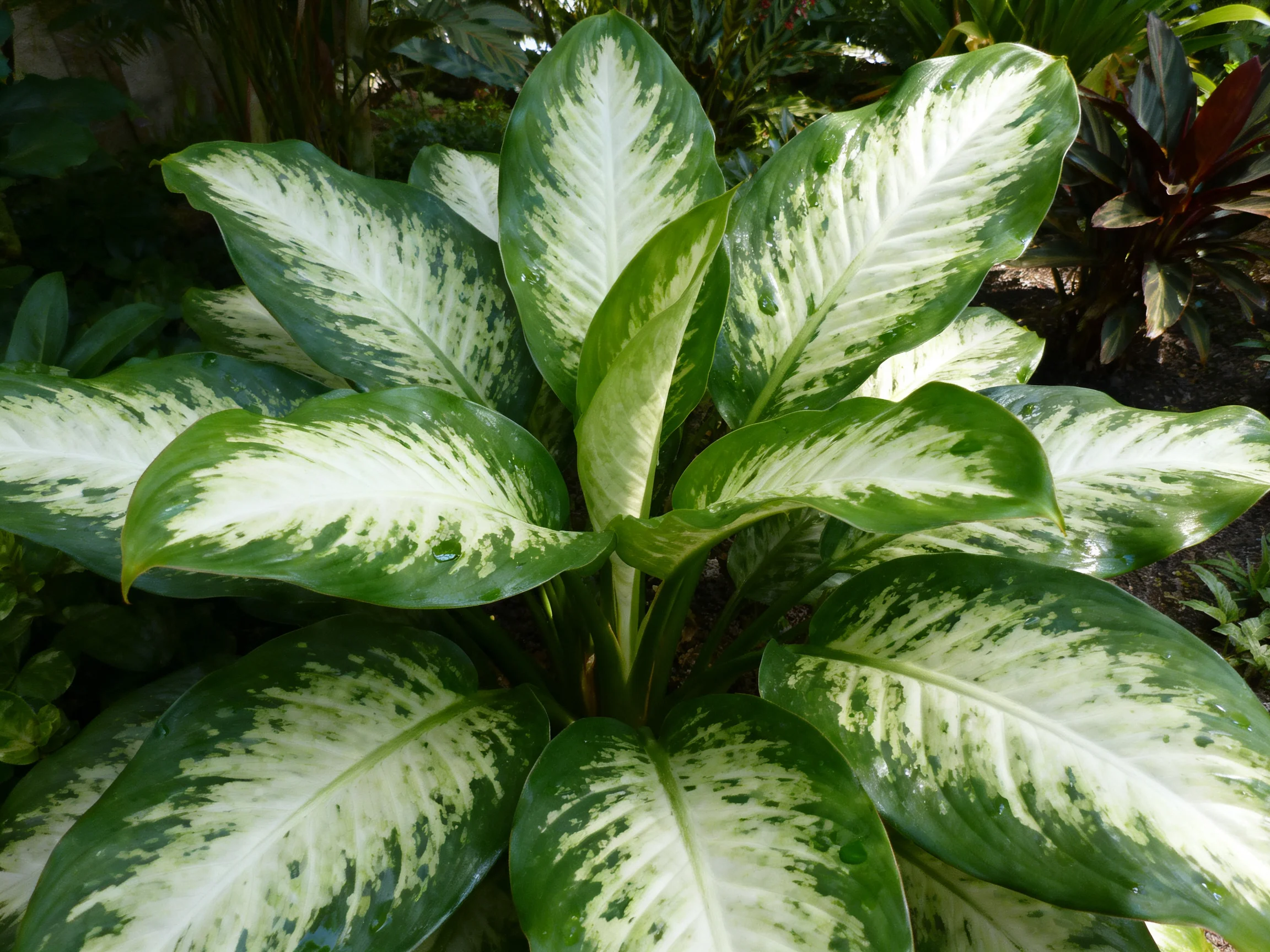 Variegated Green and White Foliage of a Tropical Plant