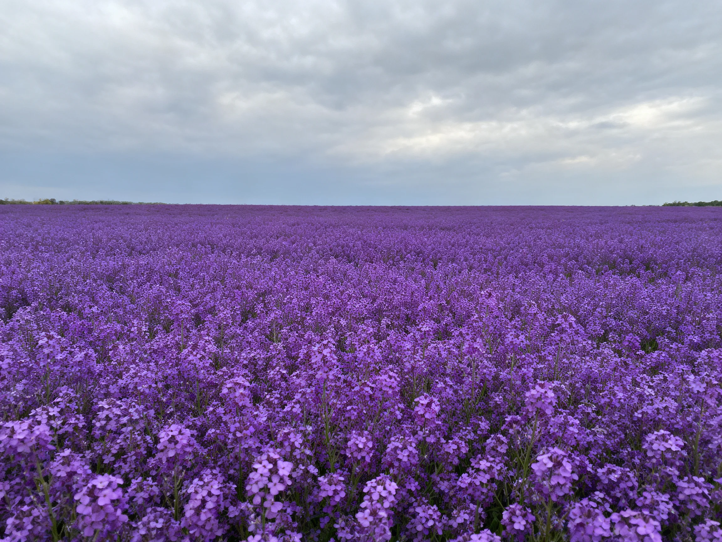 Vast field of vibrant purple flowers under overcast sky