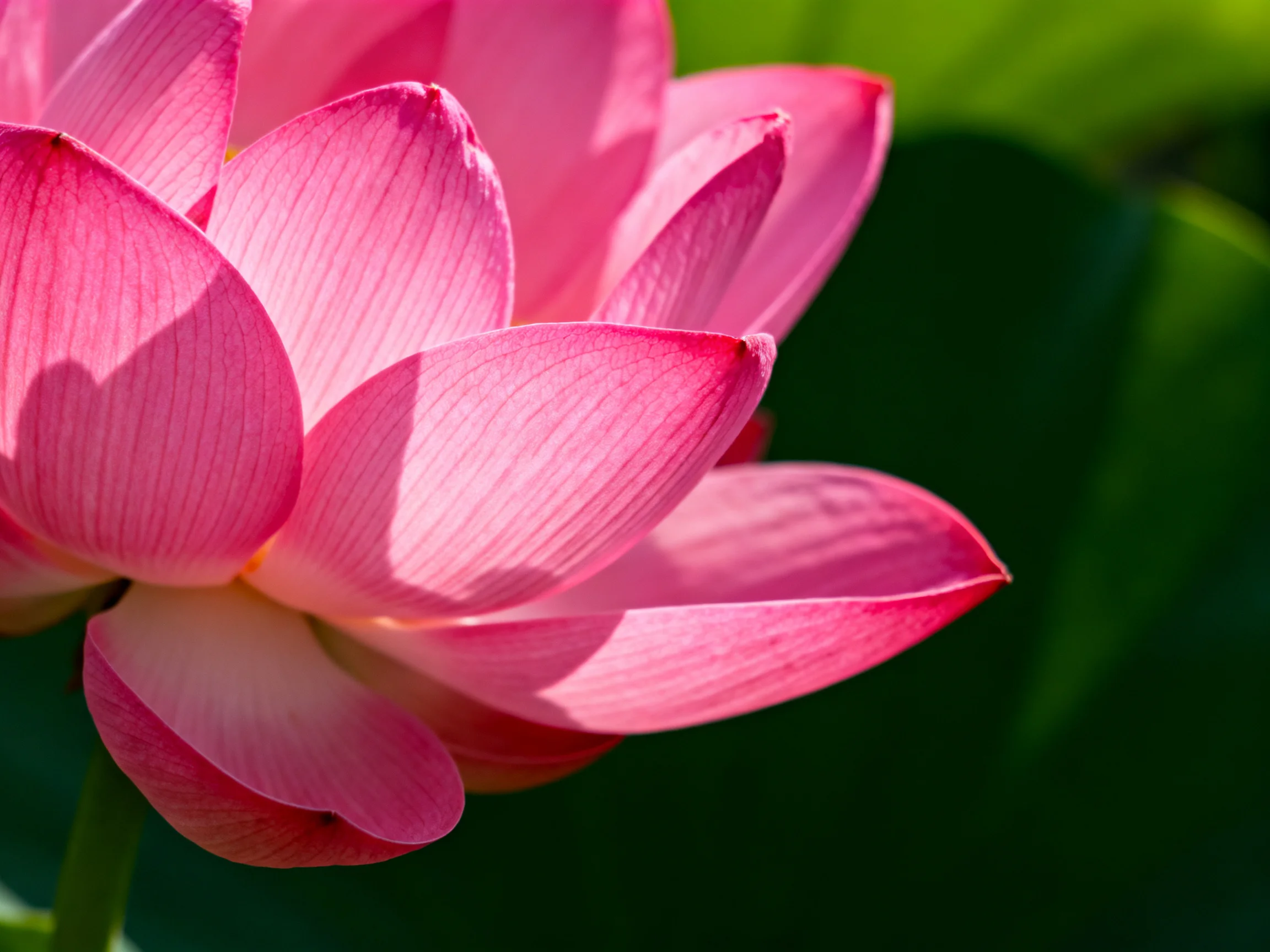 A close - up of vibrant pink lotus petals with green foliage in the background.