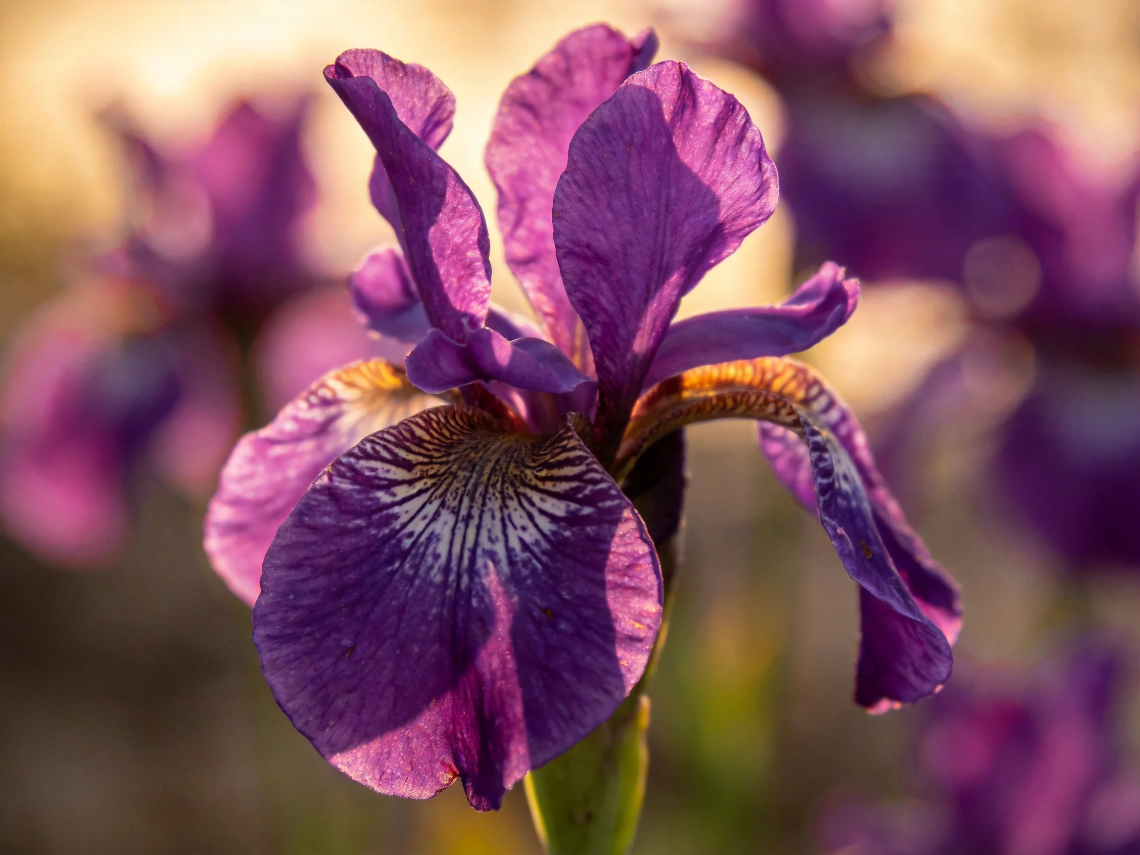 Vibrant Purple Iris Flower with Intricate Petal Details