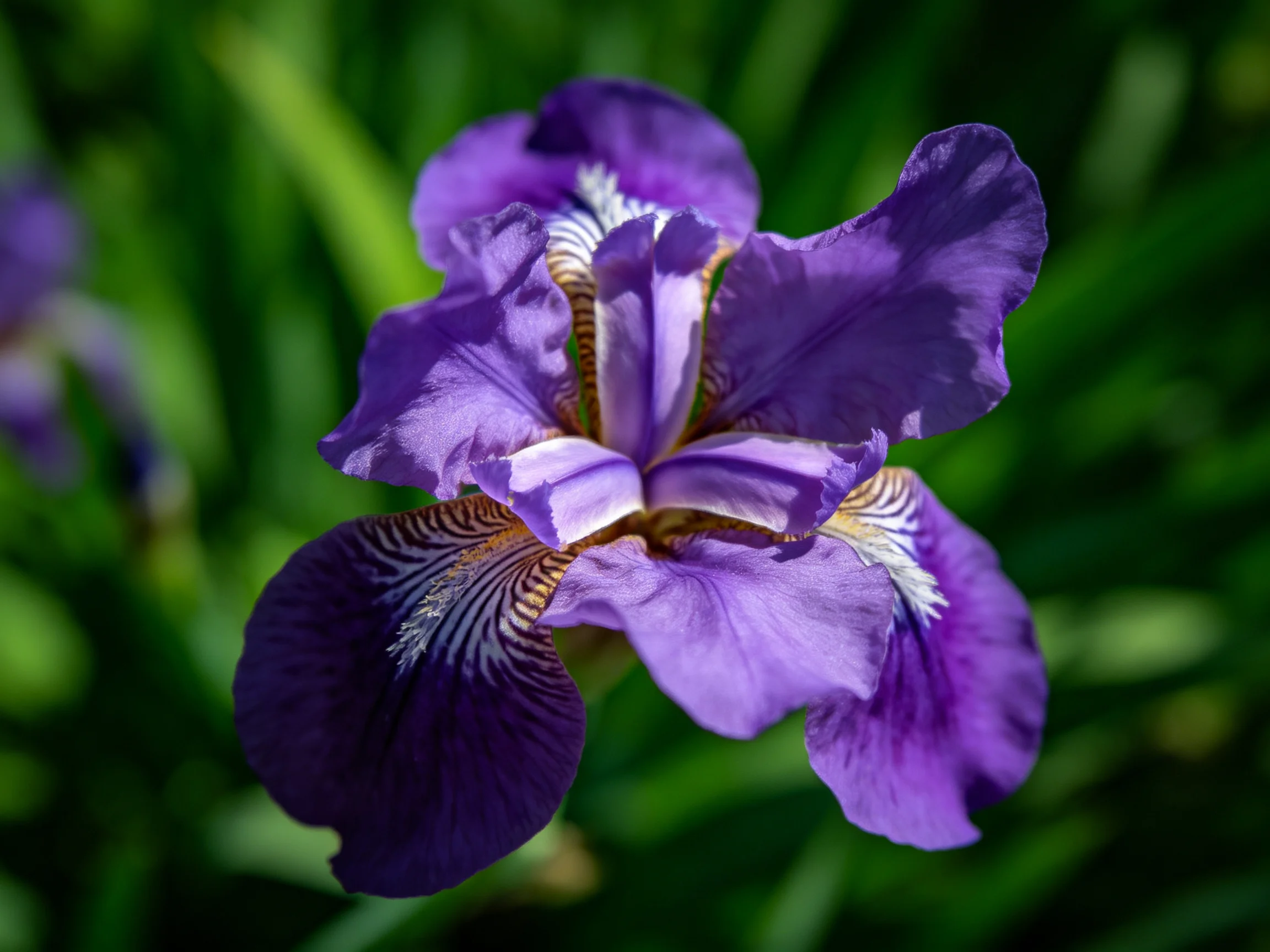 Vibrant Purple Iris Flower with Intricate Petal Details