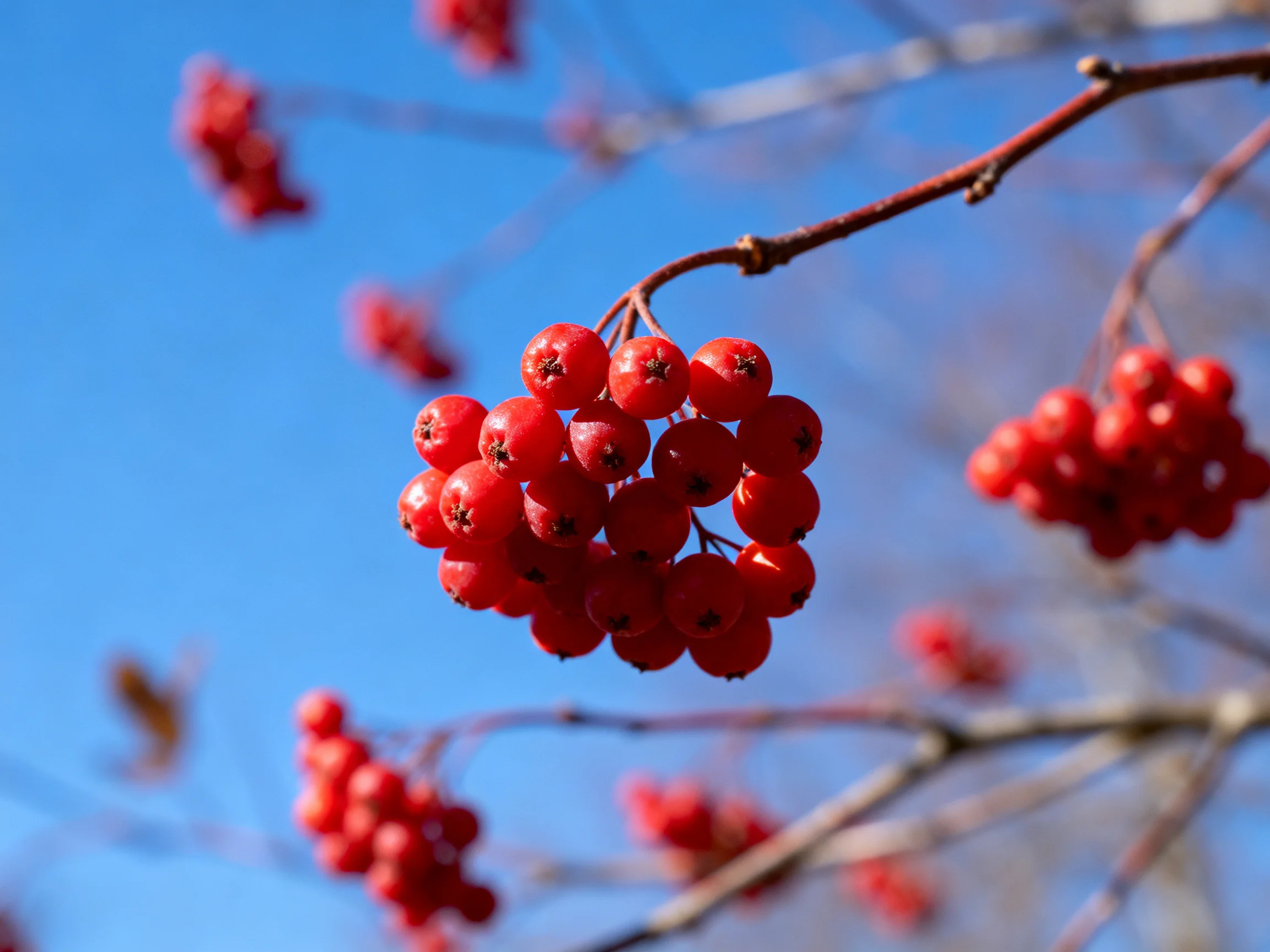 Vibrant Red Berry Clusters Hang From Branches Against a Clear Blue Sky