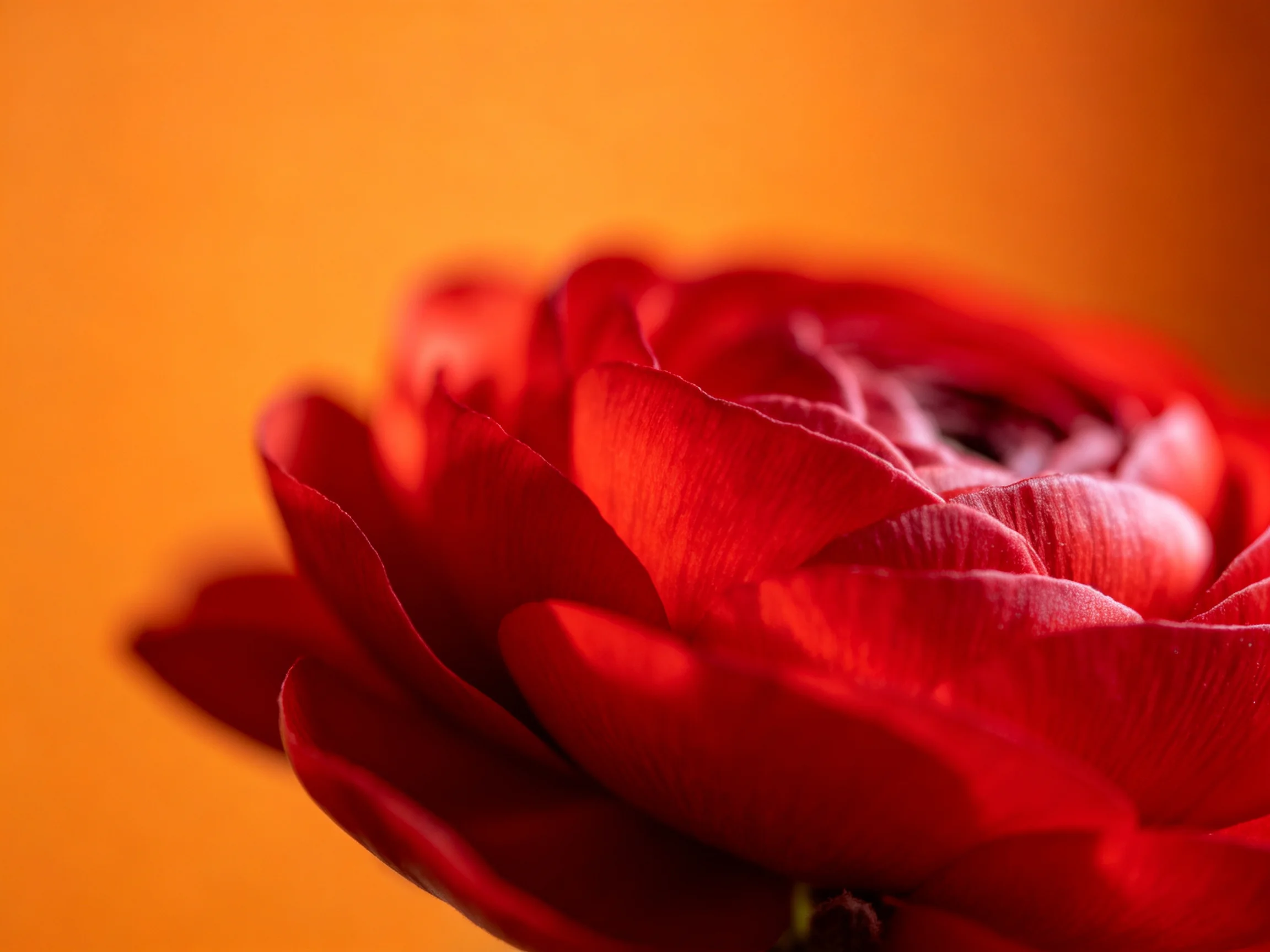 Vibrant Red Ranunculus Flower with Warm Orange Background