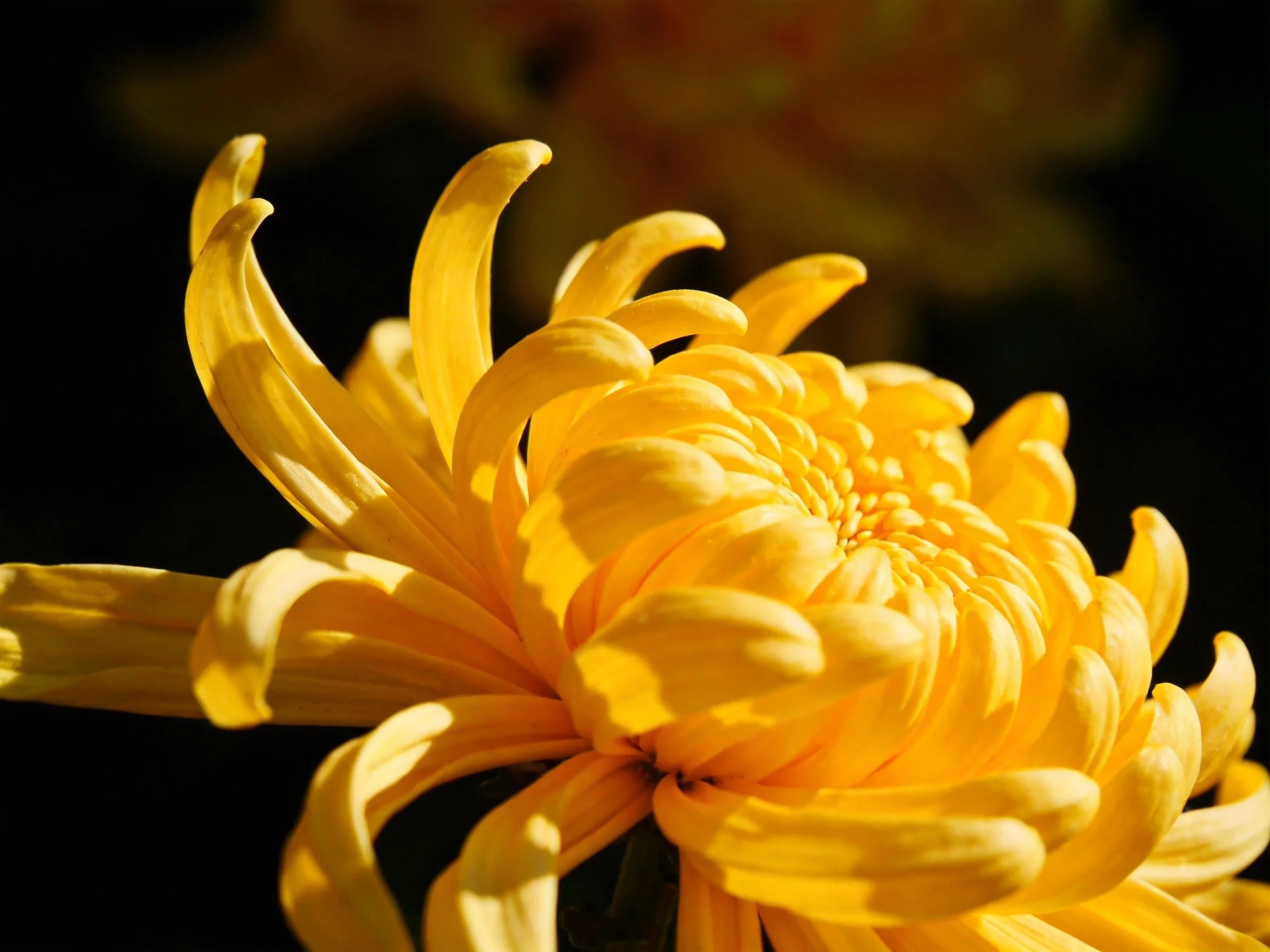 Close - up view of a vibrant yellow chrysanthemum featuring curved petals.