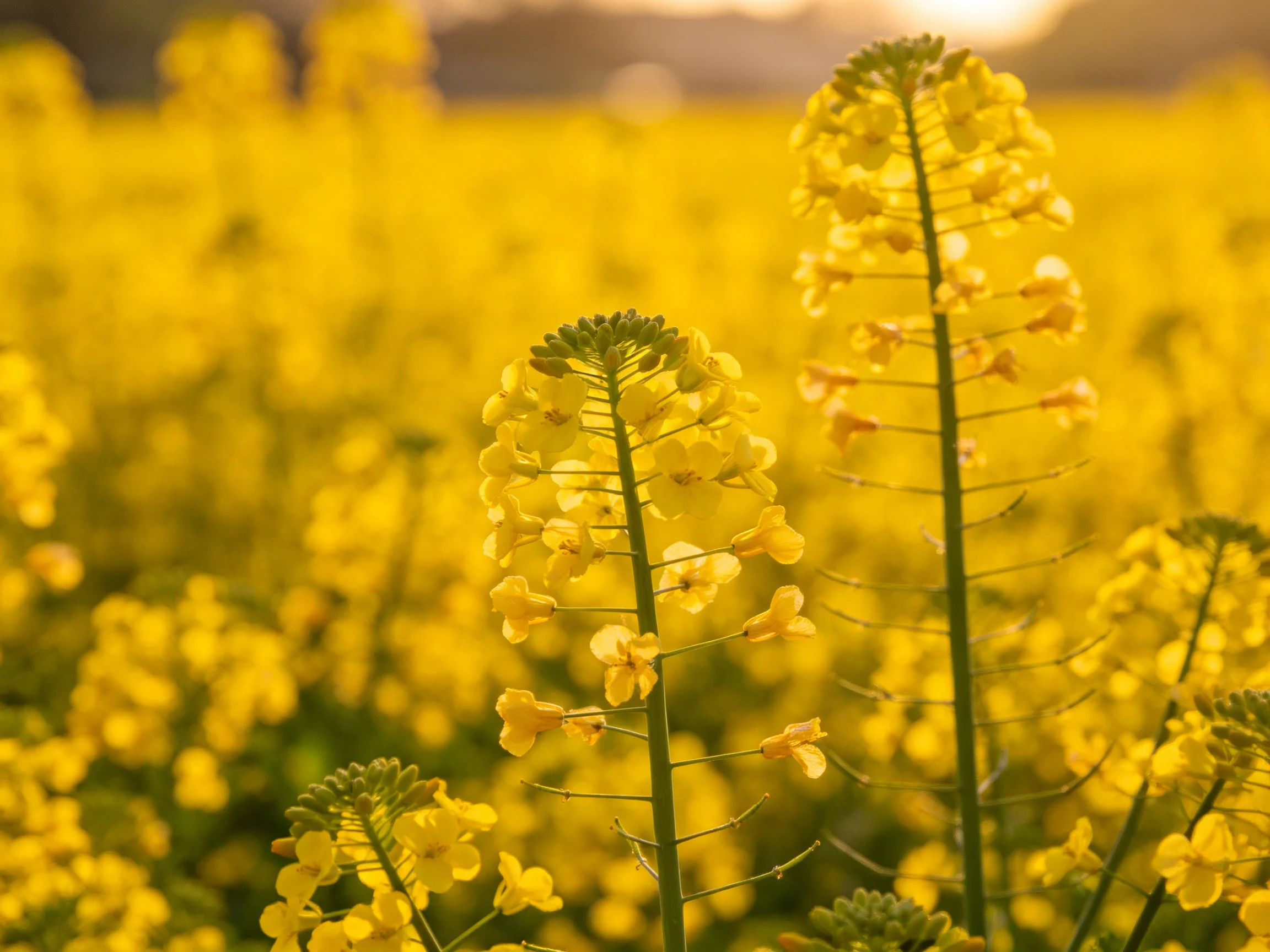 Vibrant Yellow Flower Field with Tall Blooming Stems