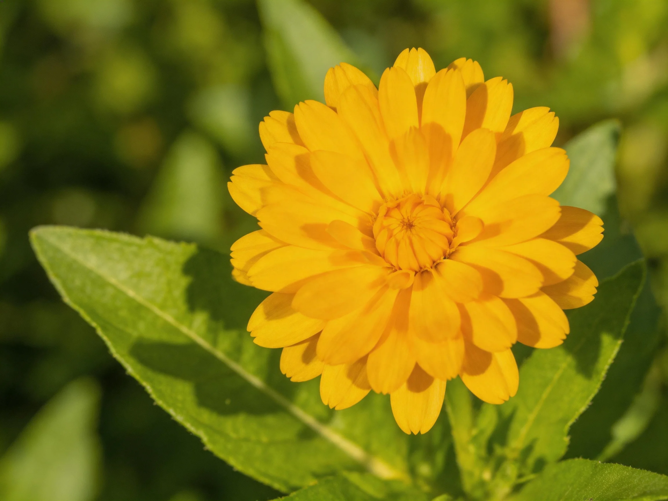 Vibrant Yellow Flower with Layered Petals Among Green Foliage