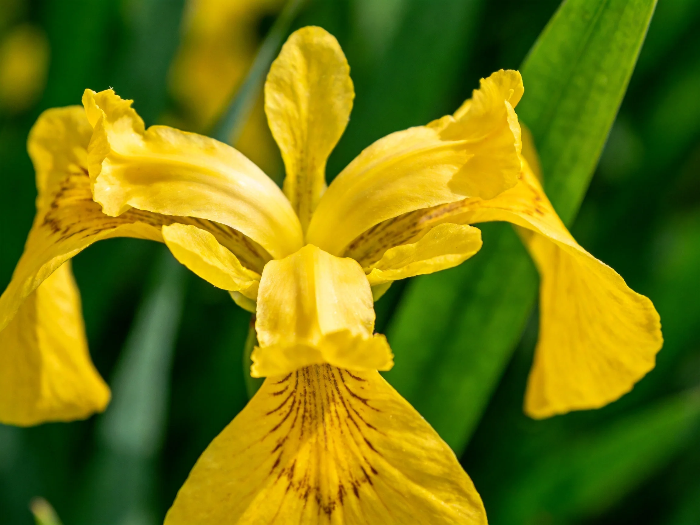 A bright yellow iris blooms amid lush green leaves.