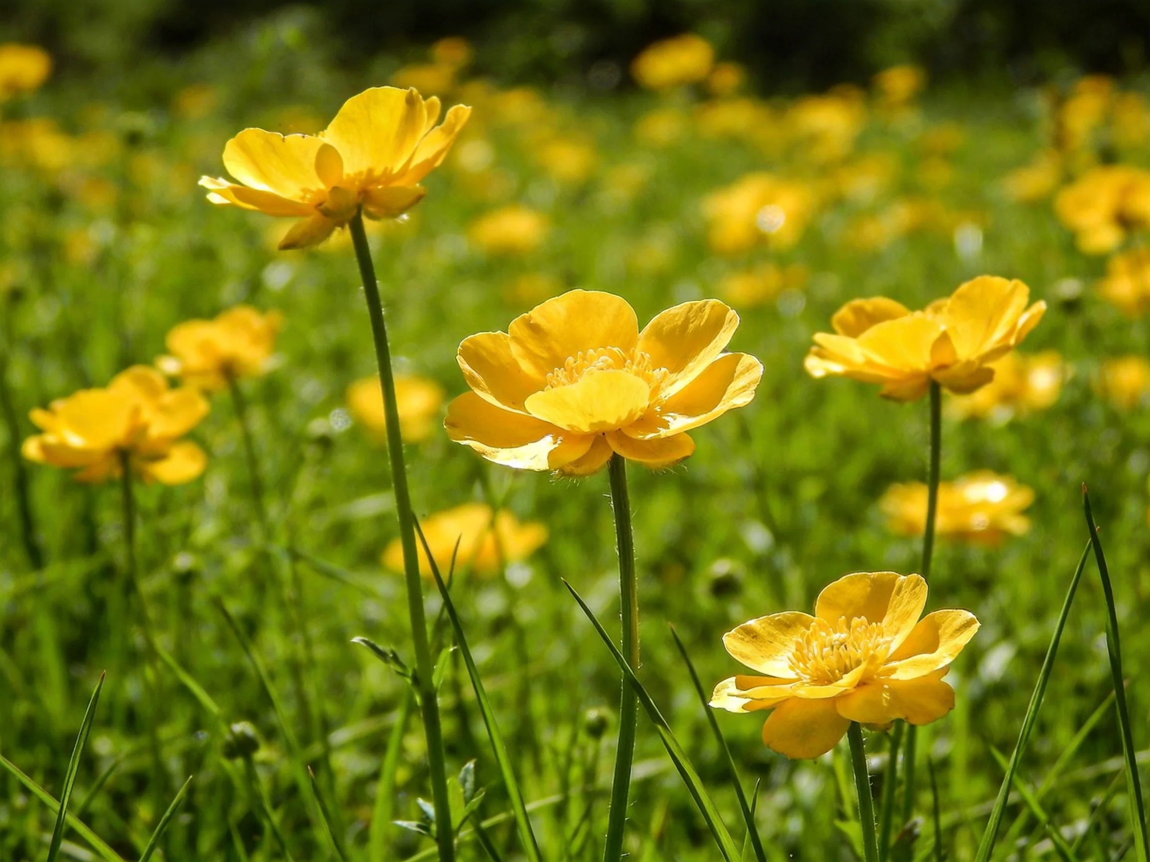 Vibrant Yellow Wildflowers Bloom in Sunlit Green Meadow