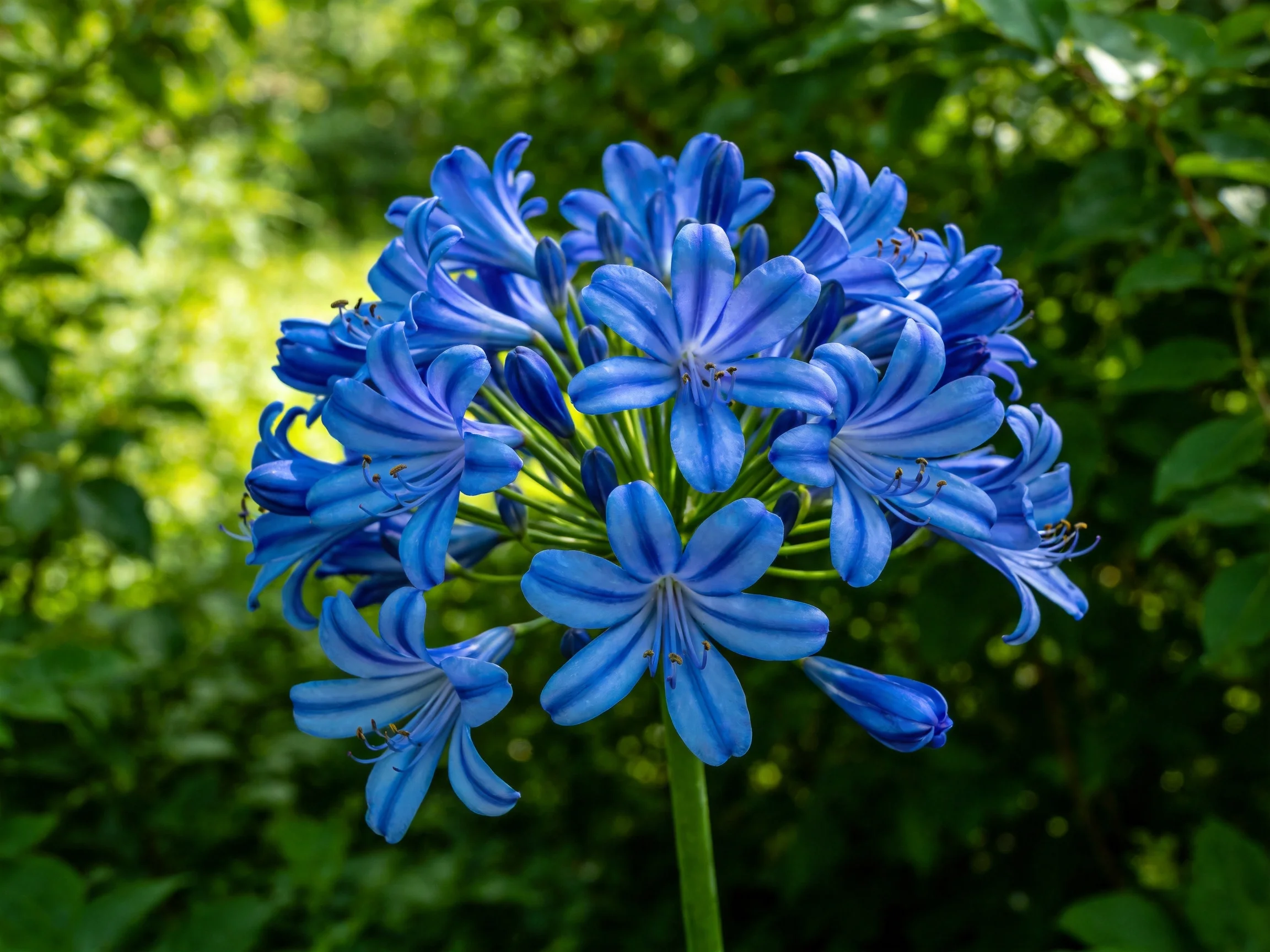 Vibrant blue agapanthus blooms clustered amid dense green foliage