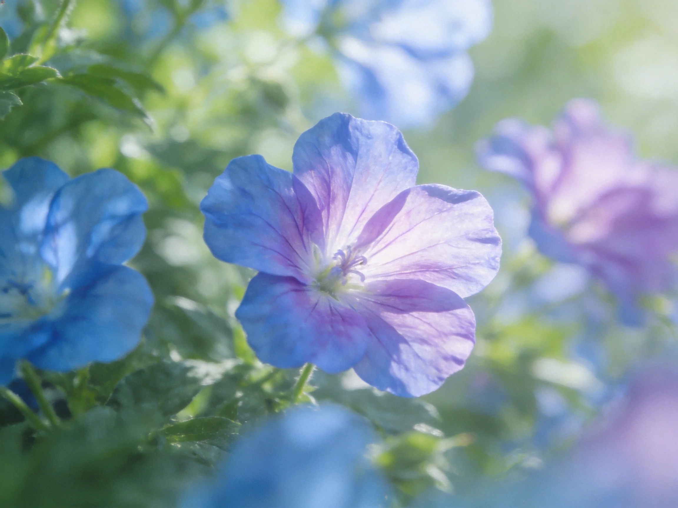 Vibrant blue and lavender flowers bloom among lush greenery