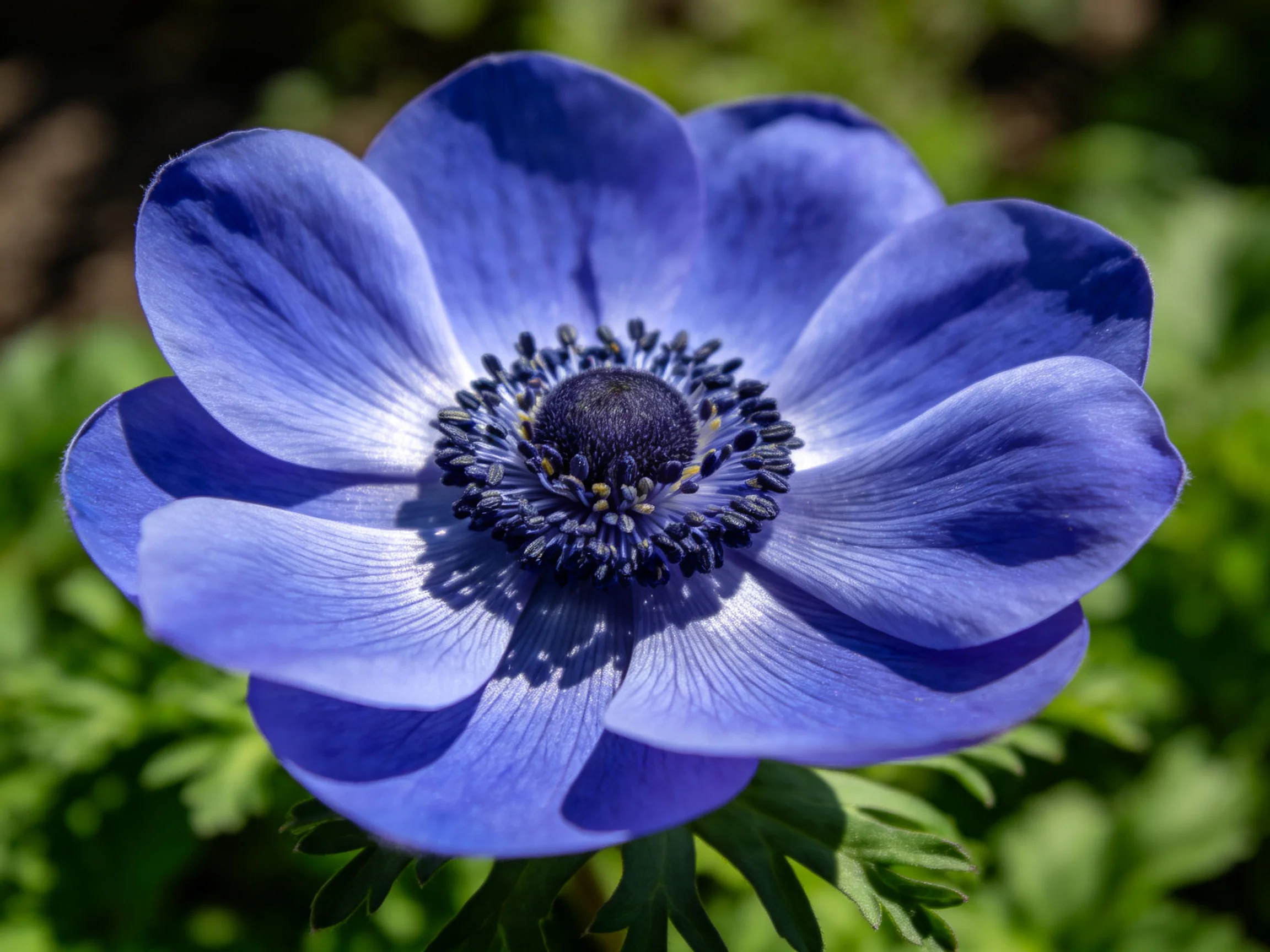 Vibrant blue anemone with layered petals and dark central core