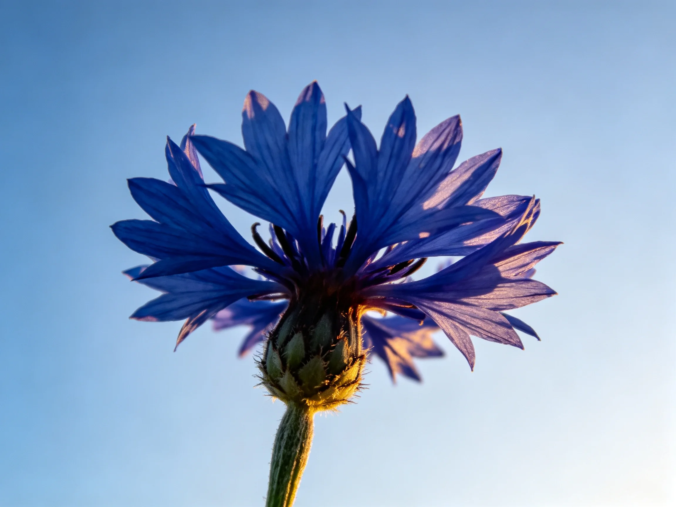 Vibrant blue cornflower blooms under clear blue sky