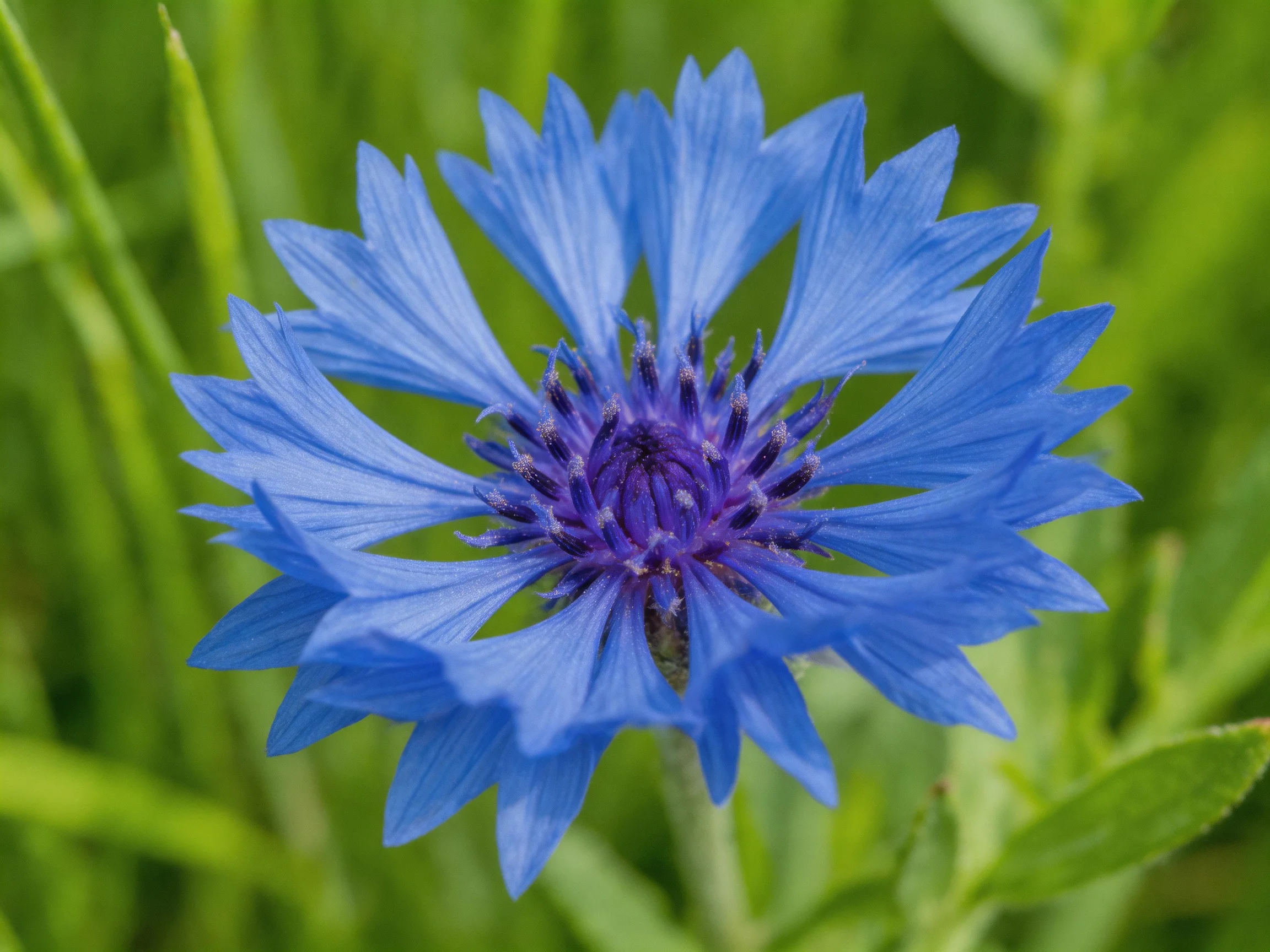 Vibrant blue cornflower with pointed petals amid green foliage