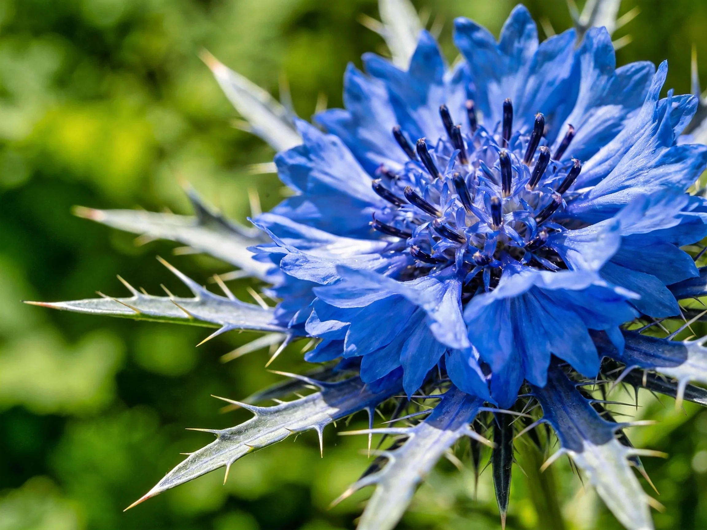 Vibrant blue cornflower with spiky green bracts
