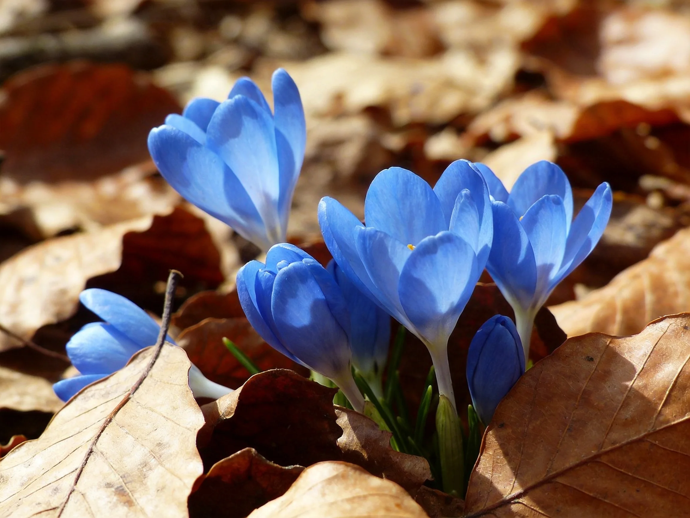 Vibrant blue crocus flowers peek through dry brown fallen leaves