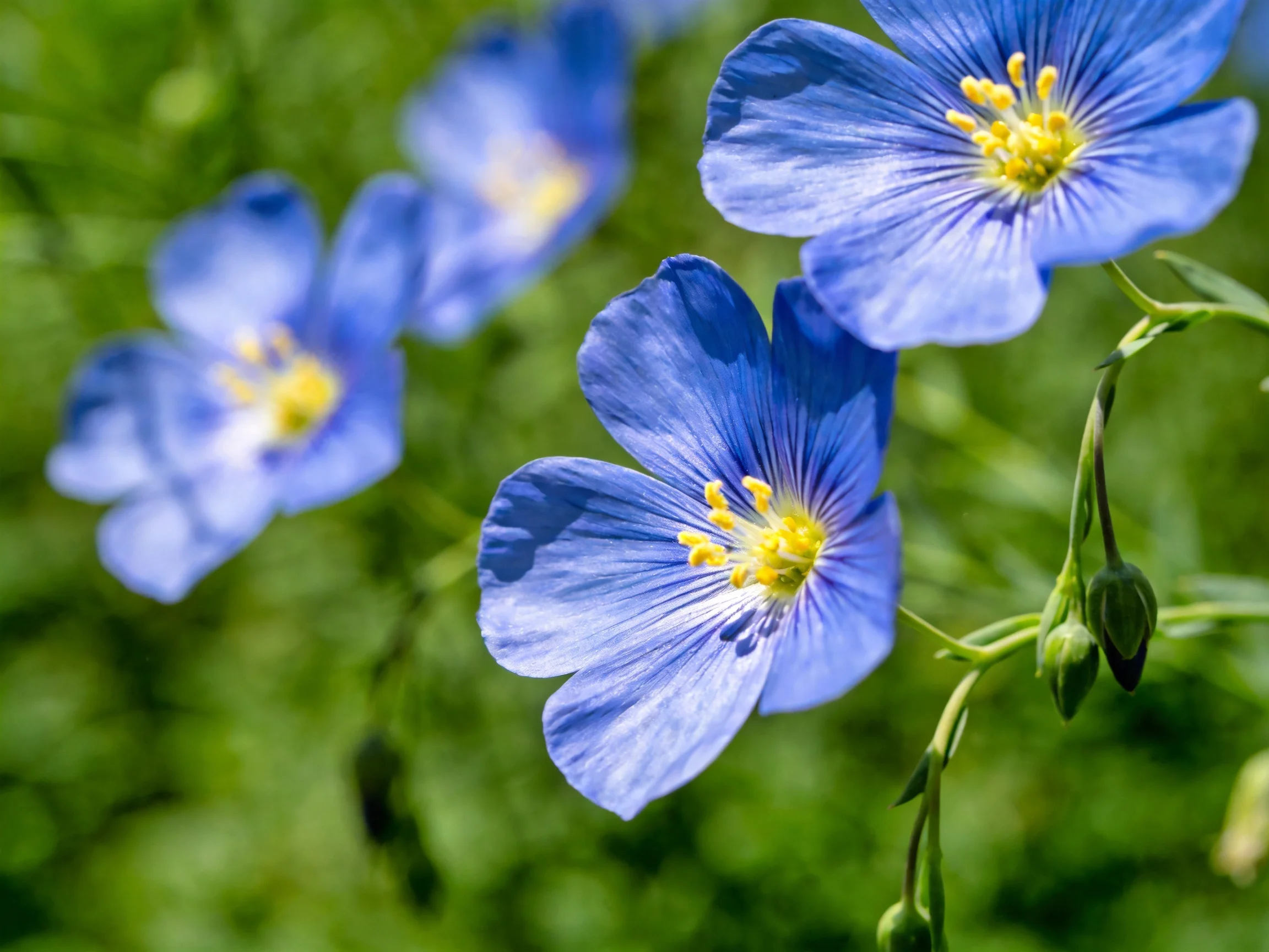 Vibrant blue flax flowers bloom among lush green foliage