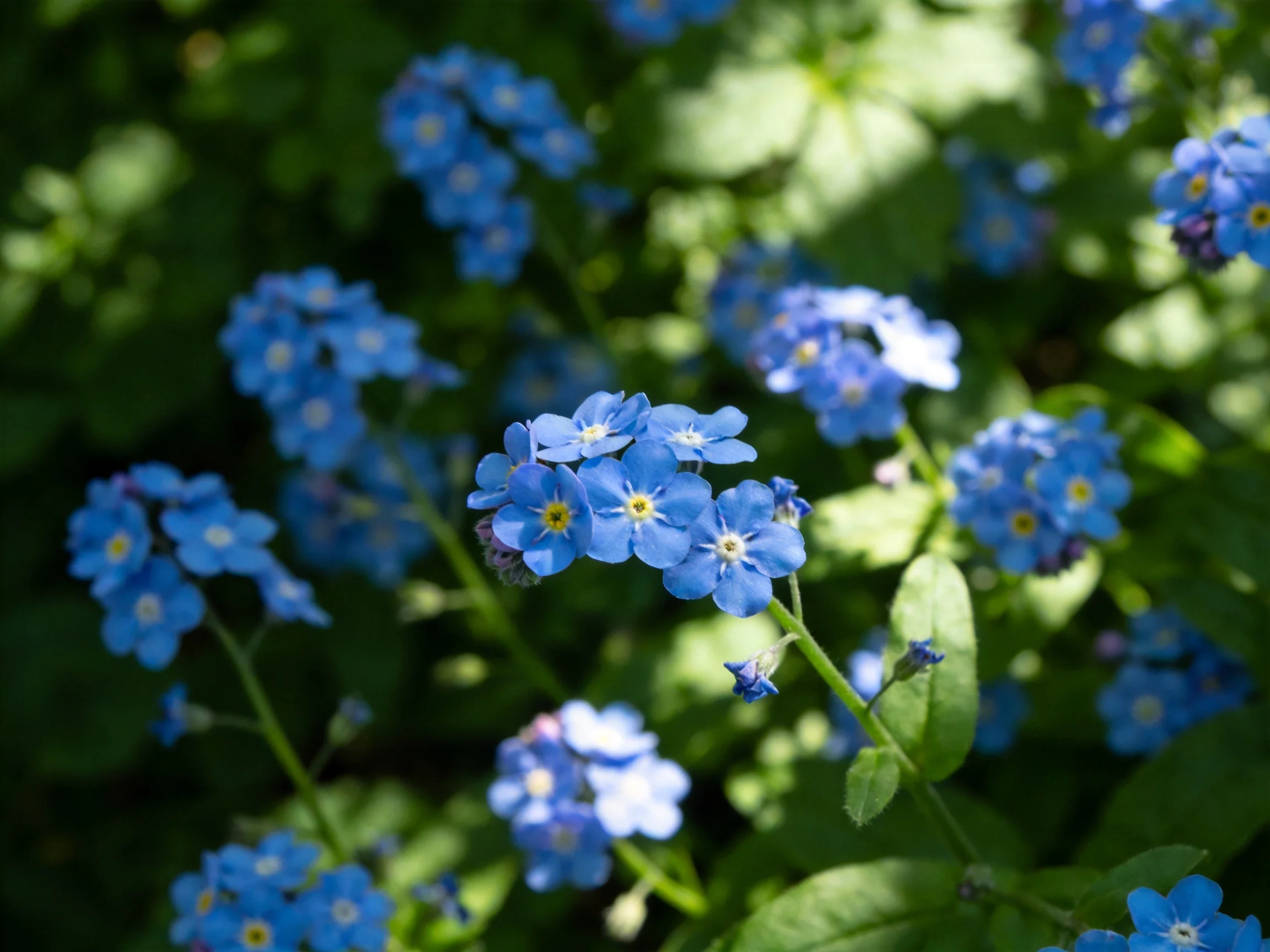 Vibrant blue flower clusters scattered among thick green foliage