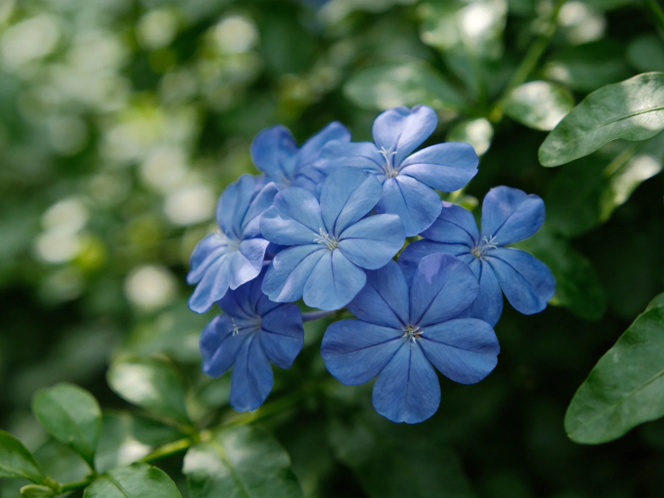 Vibrant blue flowers cluster amid lush green foliage