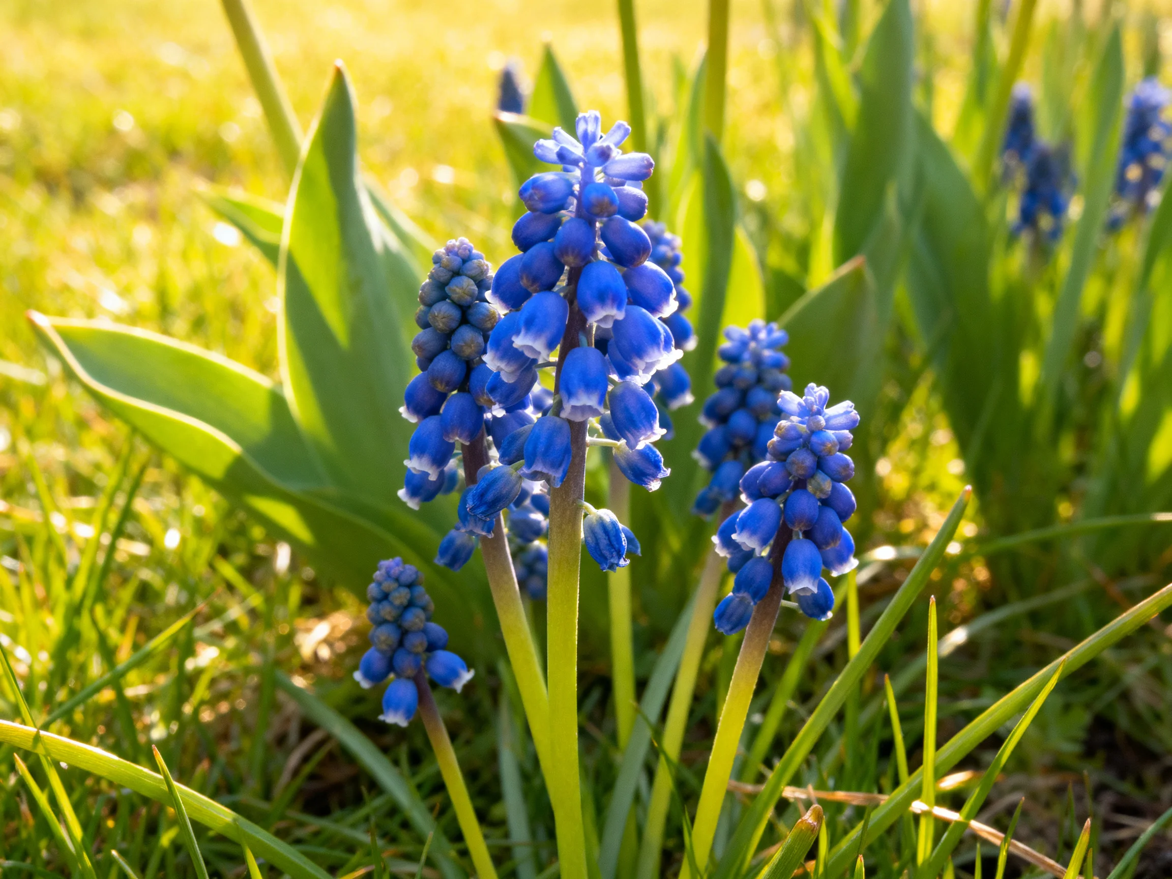 Vibrant blue grape hyacinth blooms amid lush green foliage