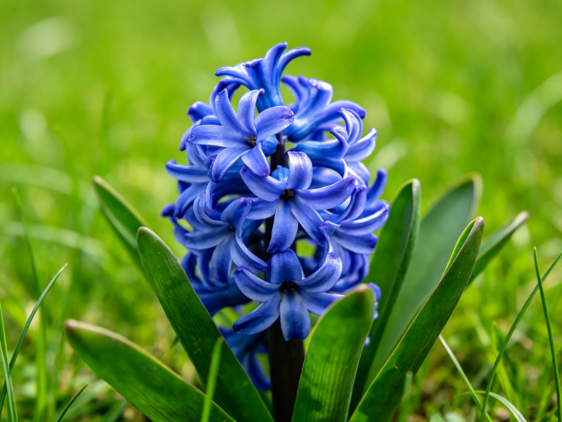 Vibrant blue hyacinth blooms amid lush green grass