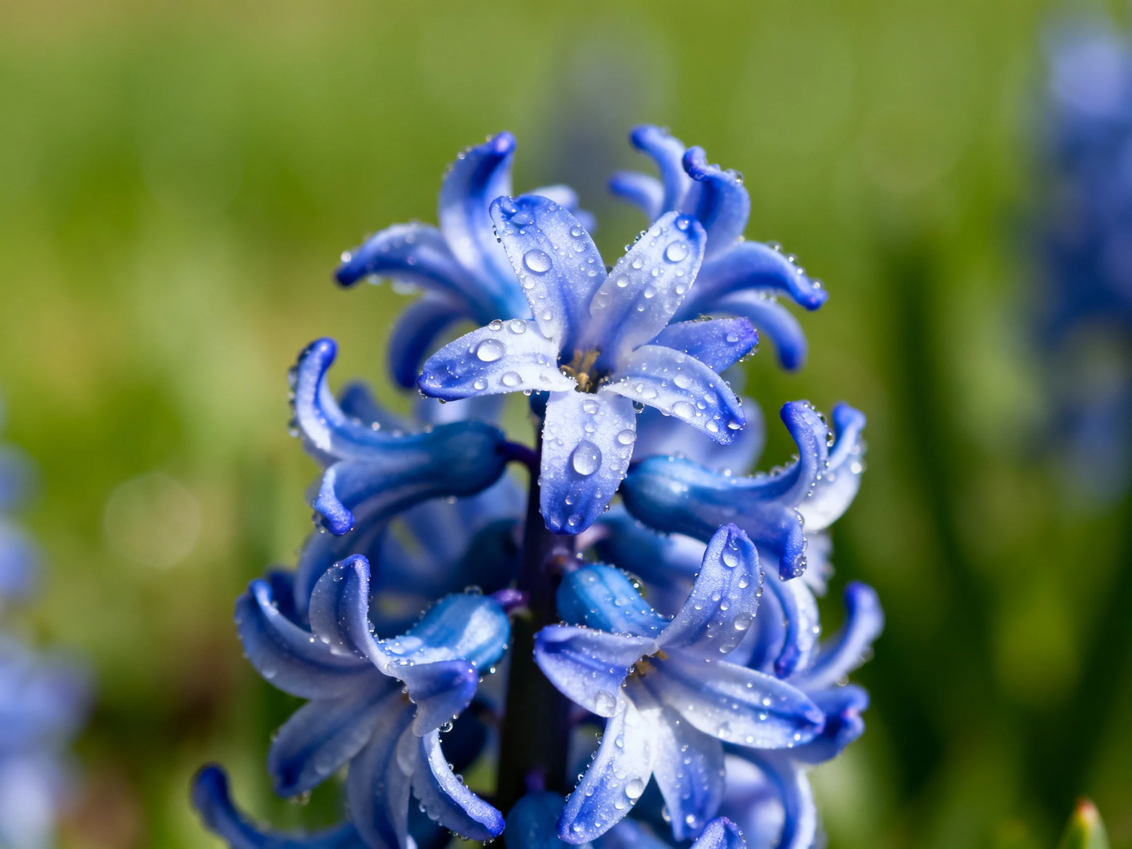 Vibrant blue hyacinth flowers with dewdrops, set against blurred greenery