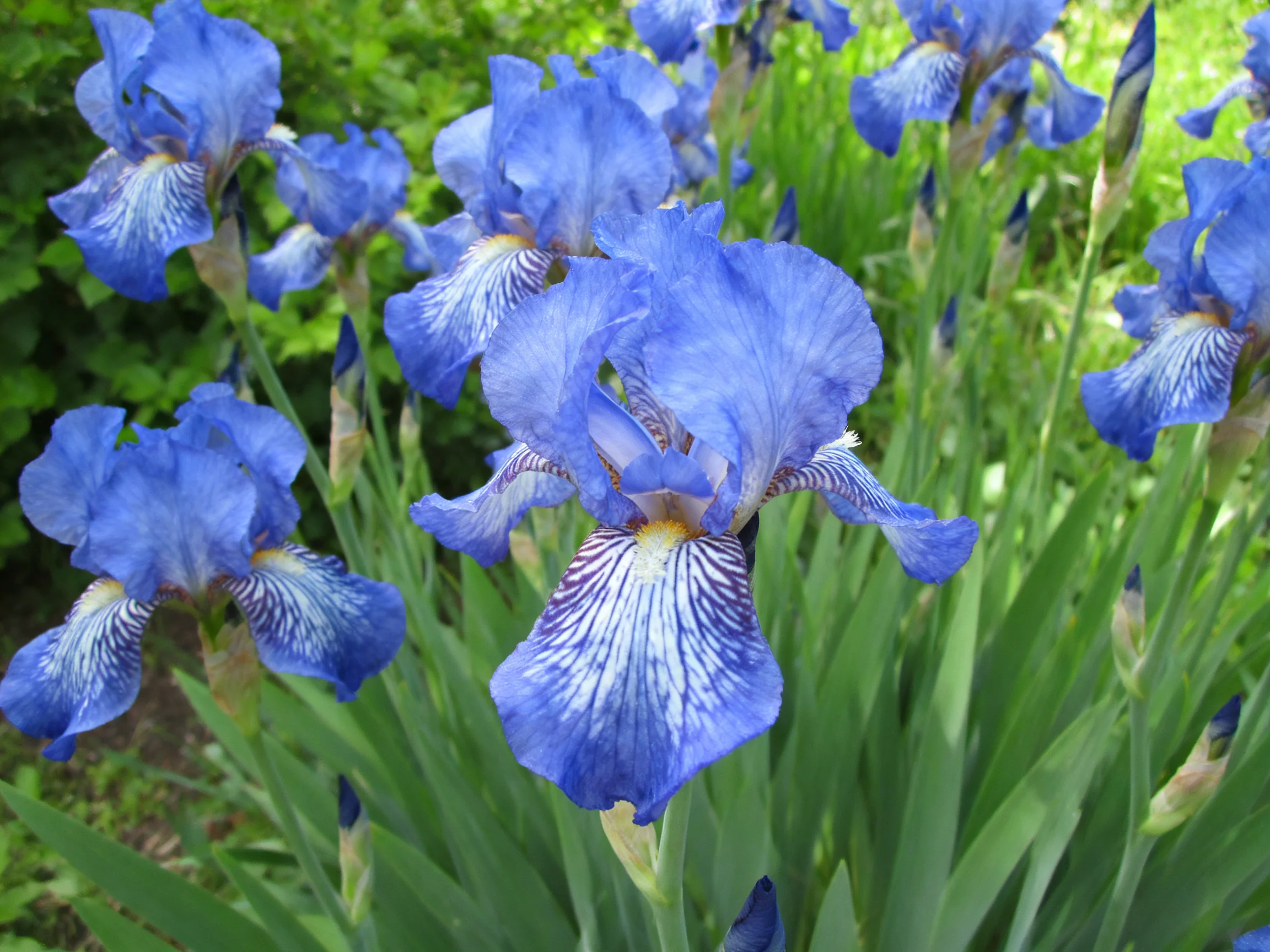 Vibrant blue iris flowers bloom among lush green foliage
