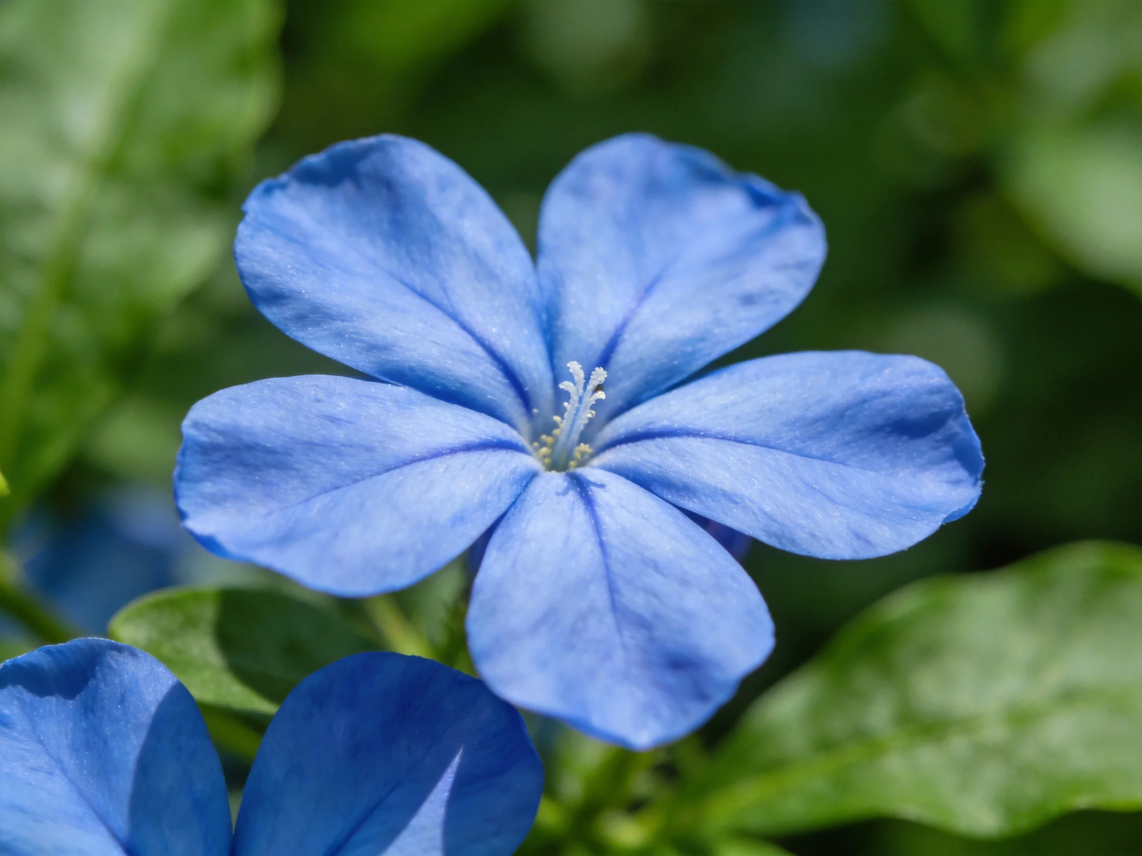 Vibrant blue petunia flower with five petals among green leaves