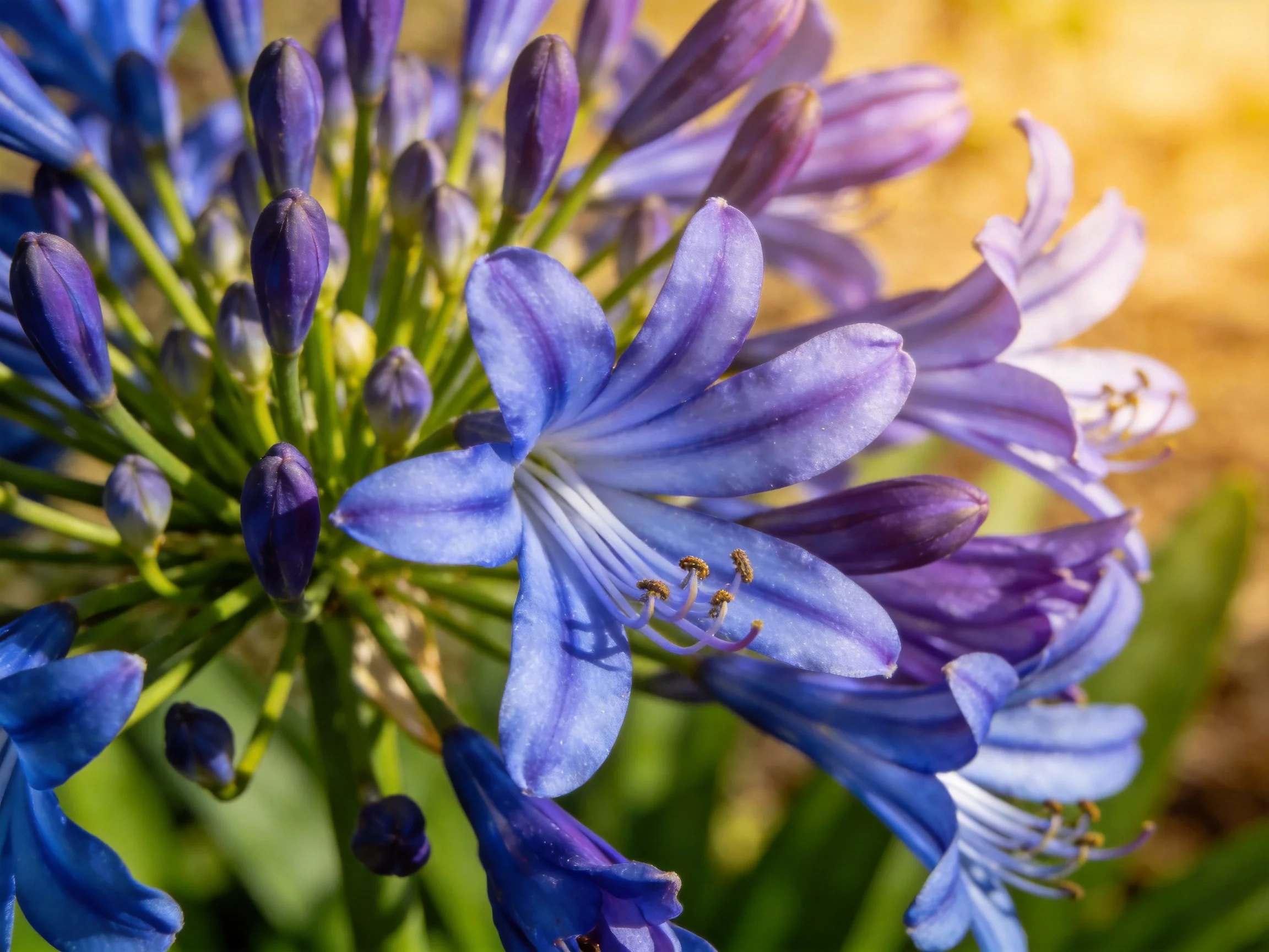 Vibrant blue-purple agapanthus blooms in natural light