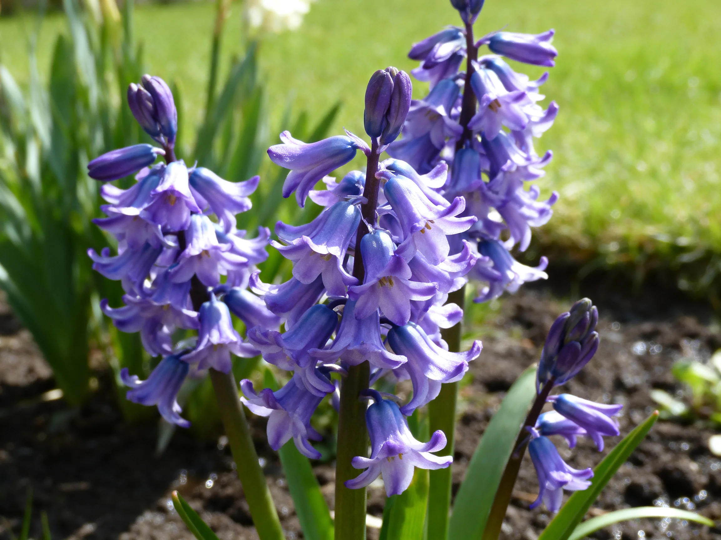 Vibrant blue-purple hyacinth clusters bloom in a sunlit garden