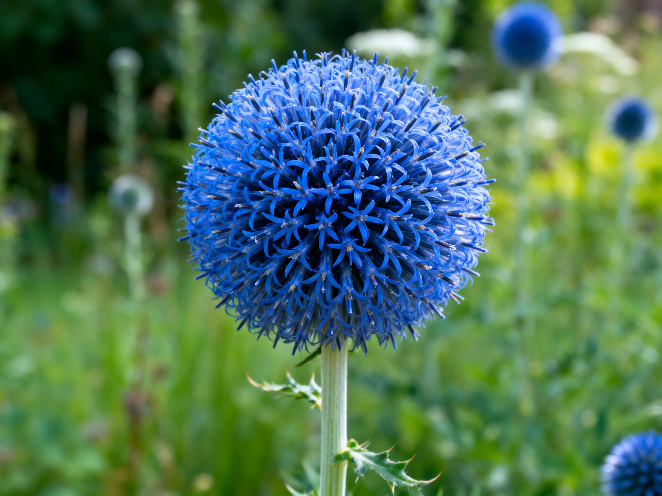 Vibrant blue spherical flower amidst lush green surroundings