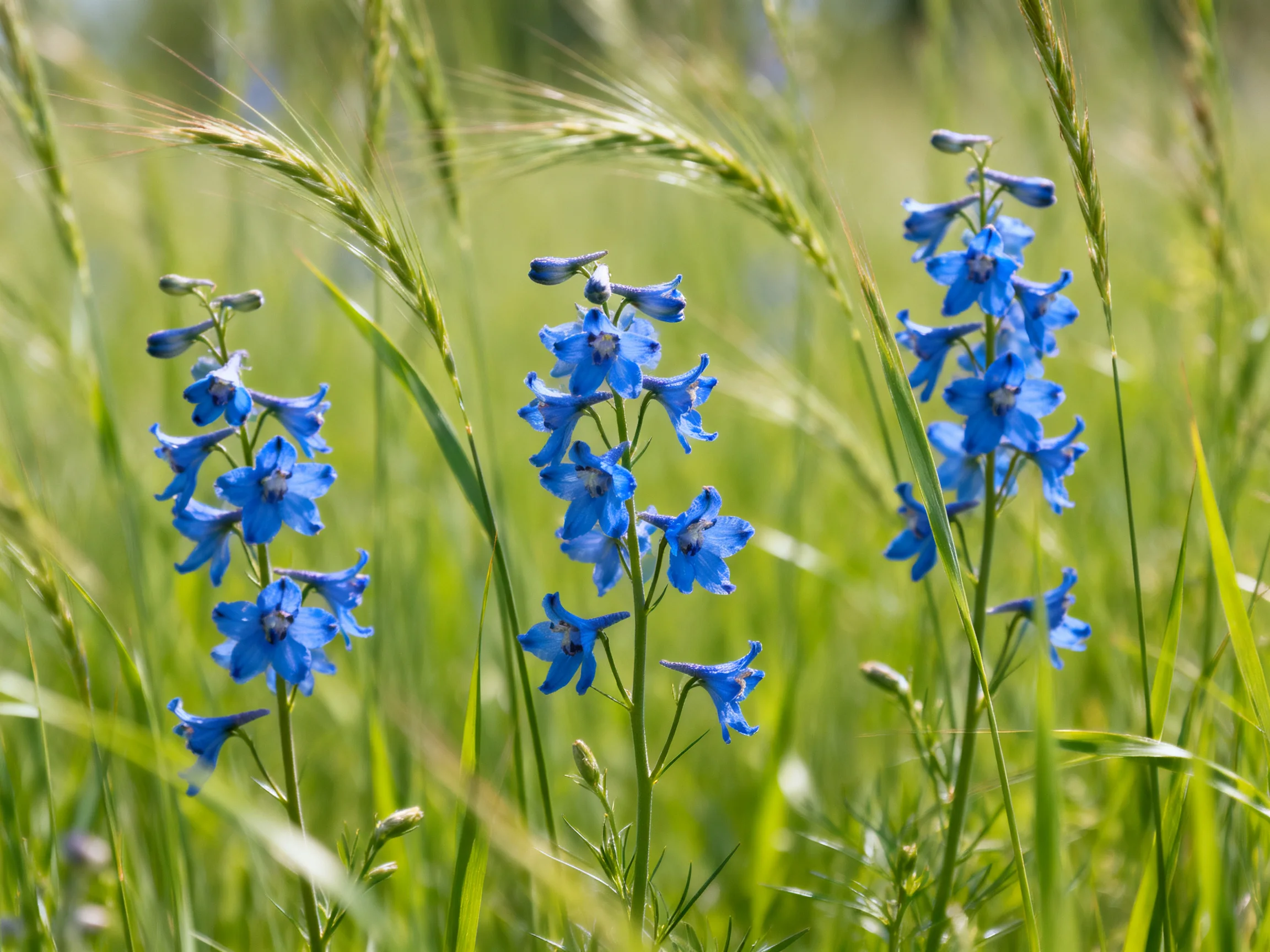 Vibrant blue wildflowers bloom among tall green grass stalks