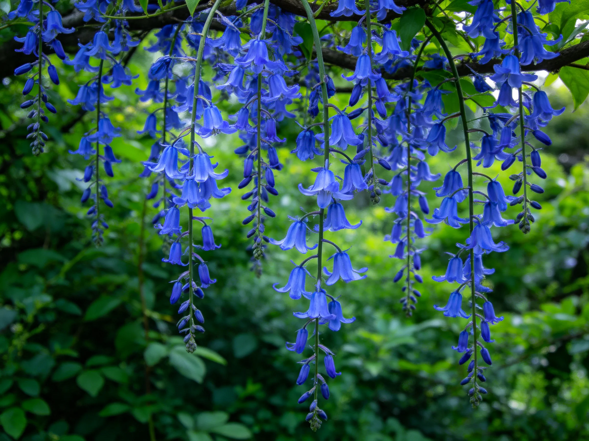 Vibrant blue wisteria blooms hang densely among lush green foliage