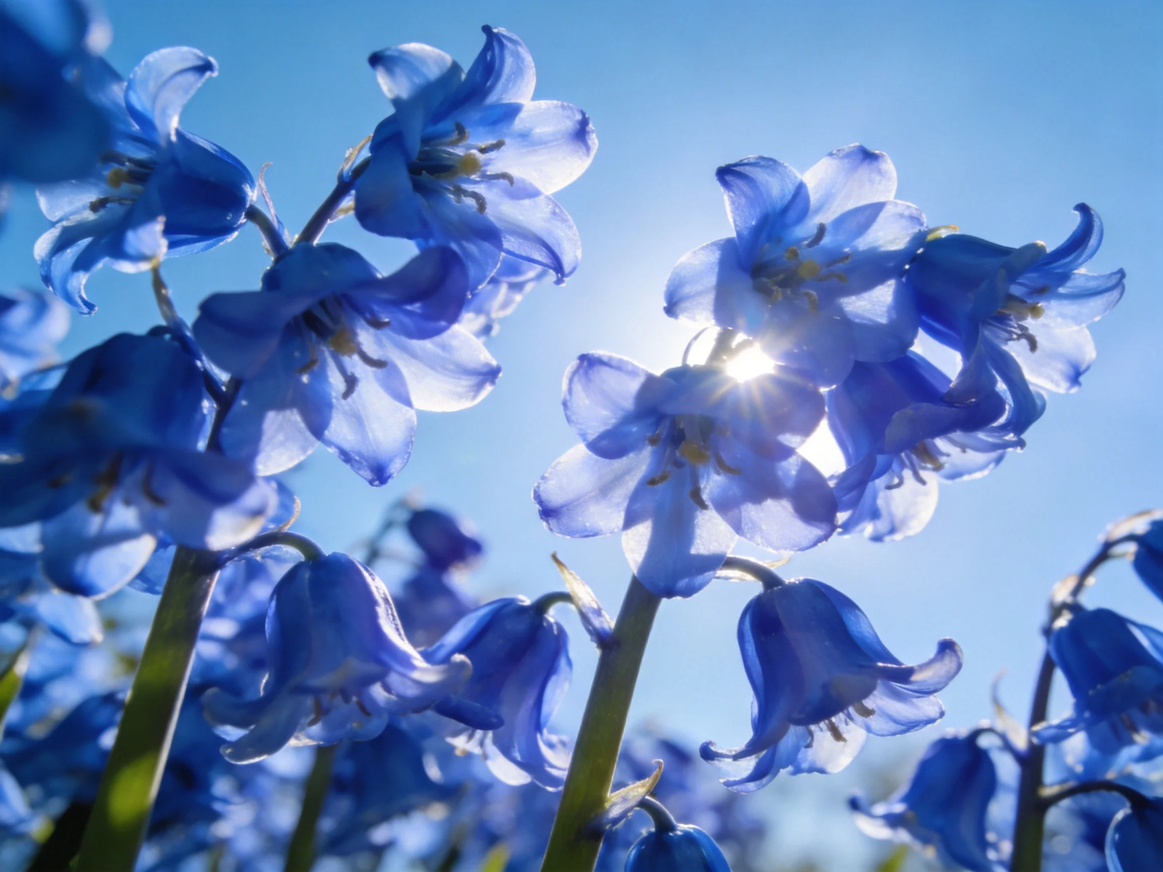 Vibrant bluebell blooms illuminated by bright sunlight