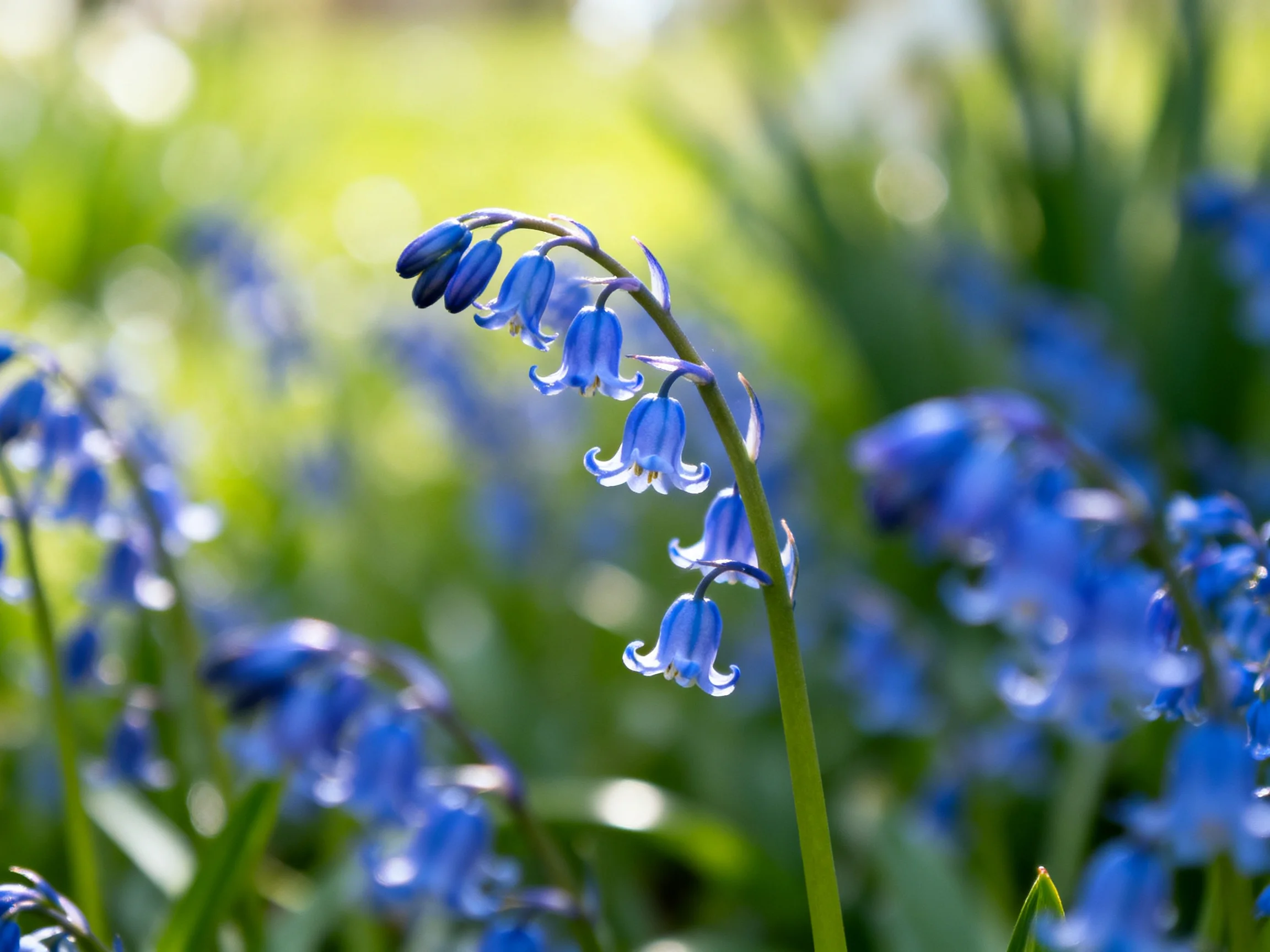 Vibrant bluebell blooms sway among soft green foliage